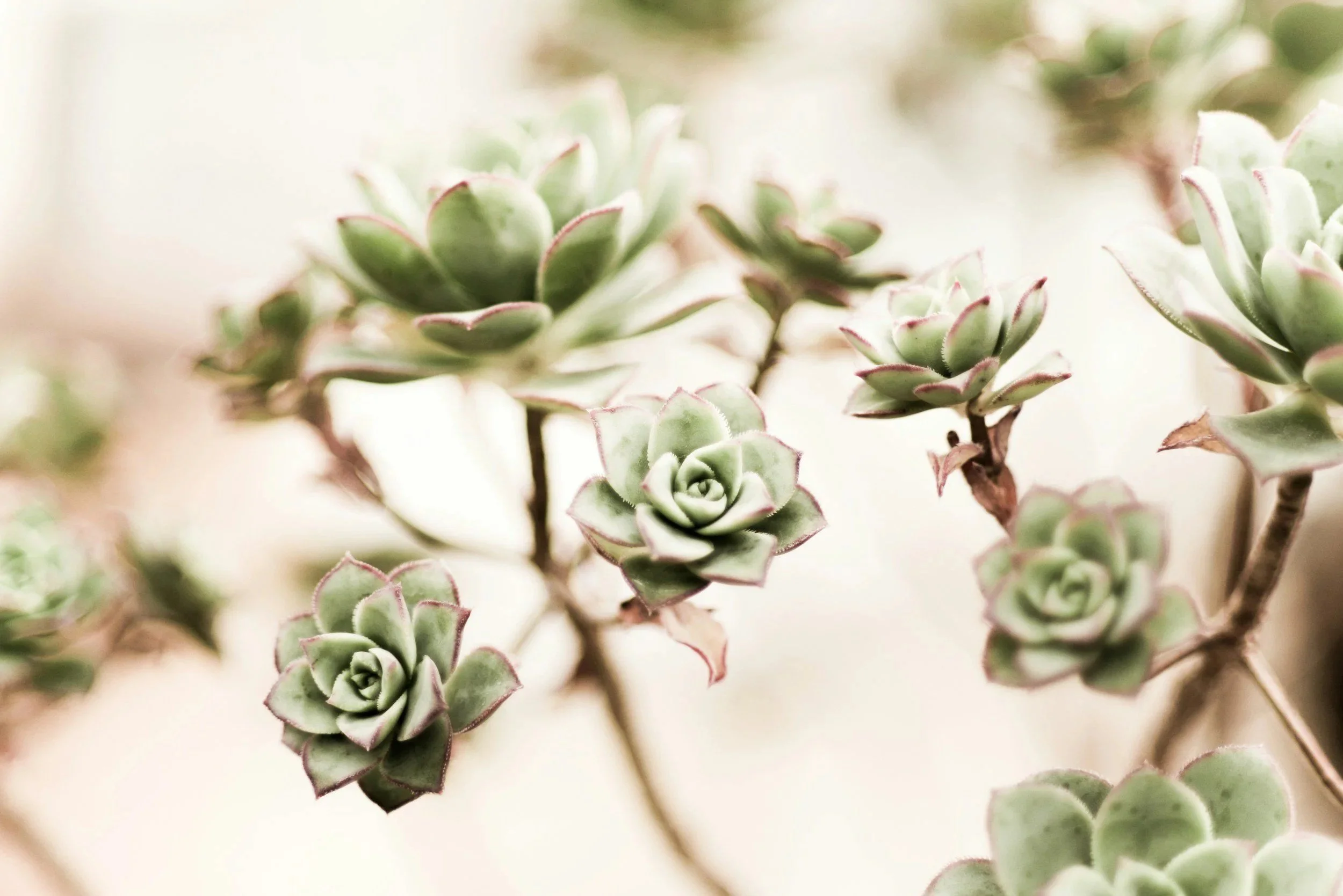 Close-up of green succulent plants with pink-tipped leaves
