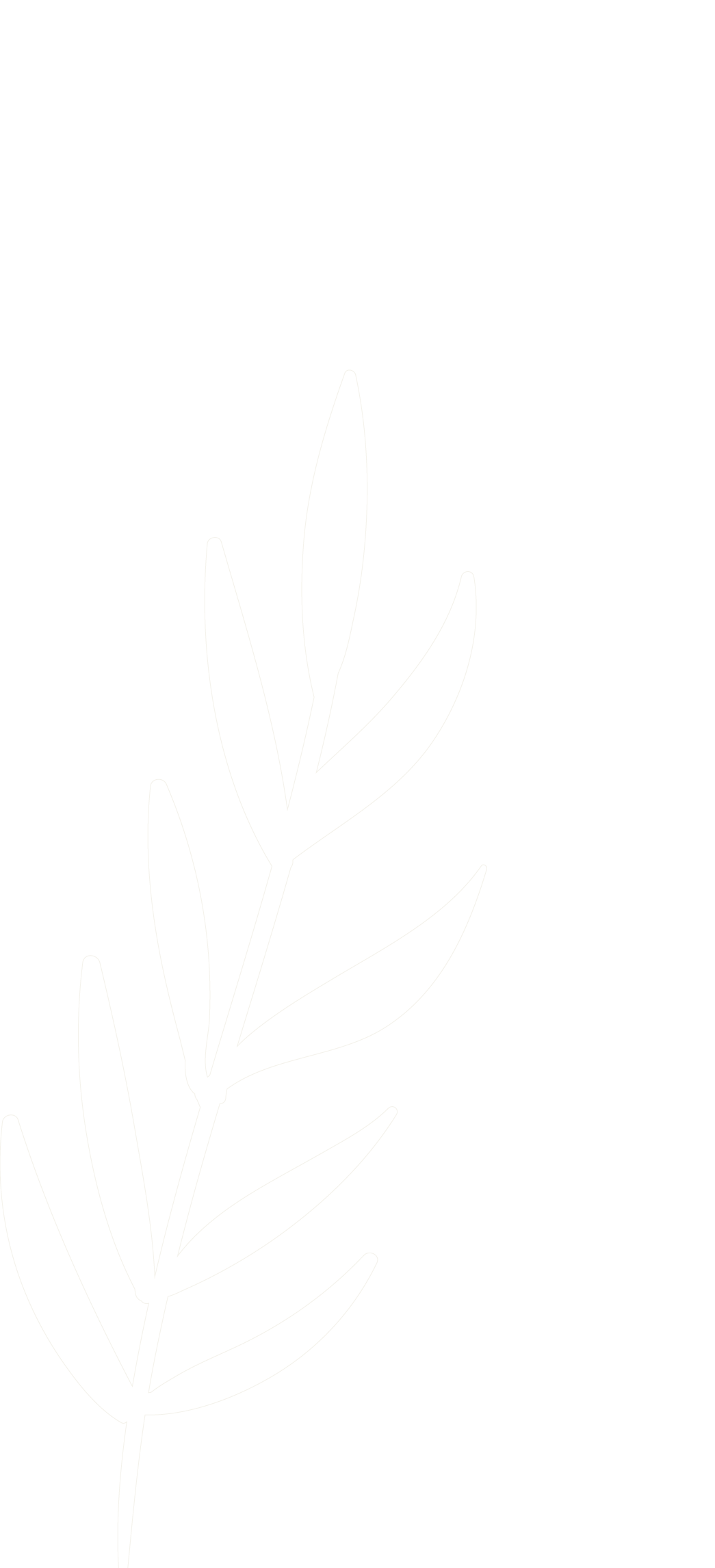 White outline drawing of a fern or similar plant on a black background.