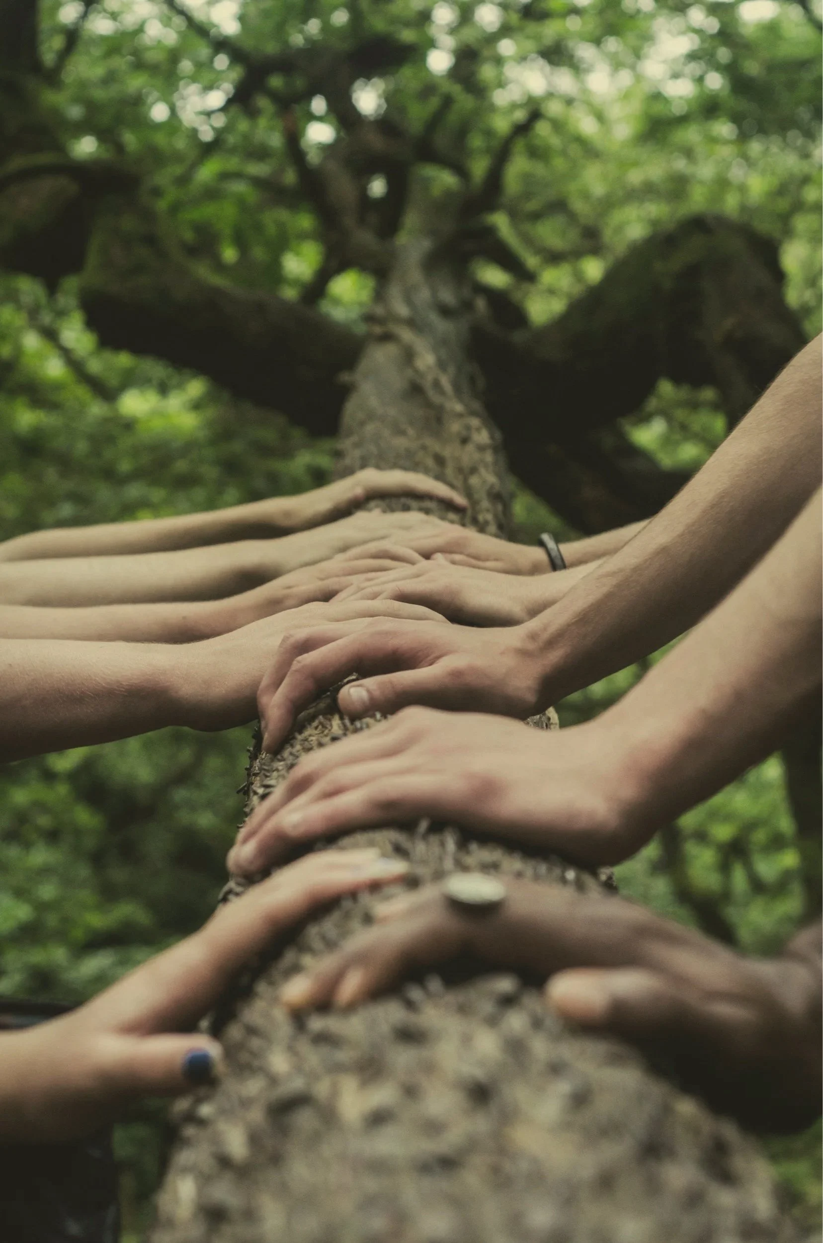 Multiple hands touching a large tree trunk in a forest, with green leaves and branches in the background.