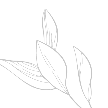 Line drawing of a simple plant with three leaves against a black background.
