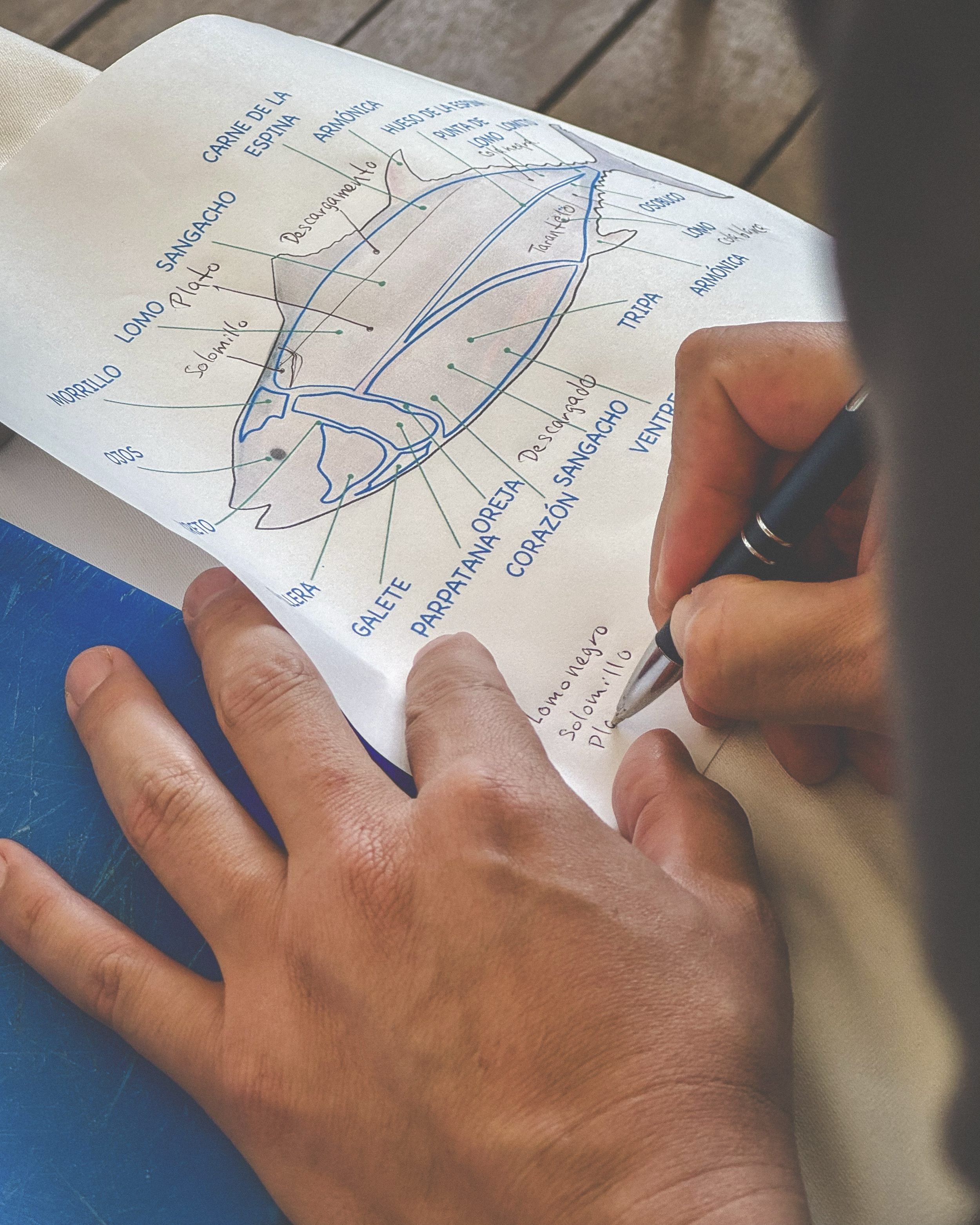 Mano dibujando un diagrama anatómico del pez con etiquetas en español.