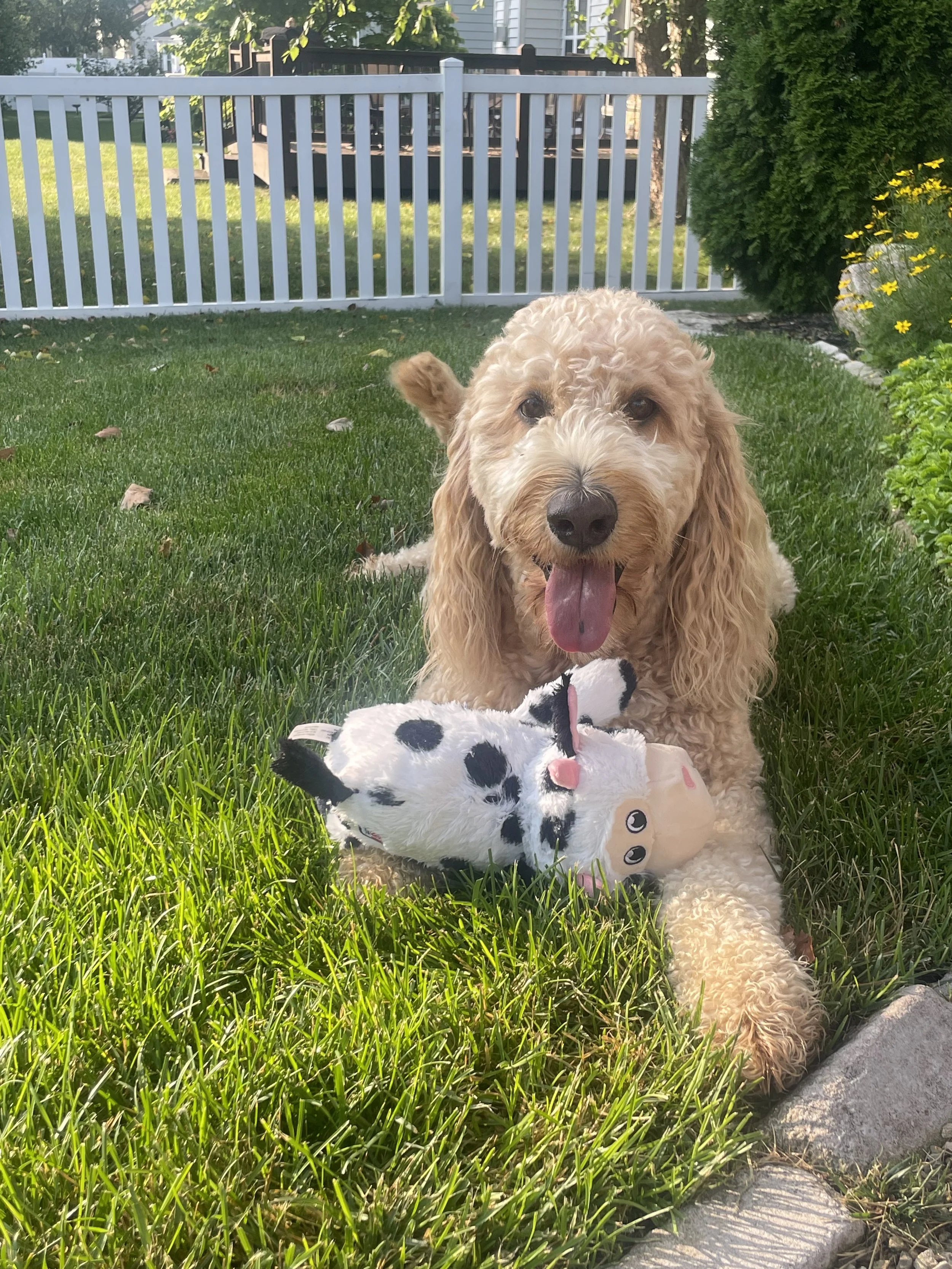 A Calm, Fulfilled Dog: Training Tools &amp; Enrichment for Everyday Life