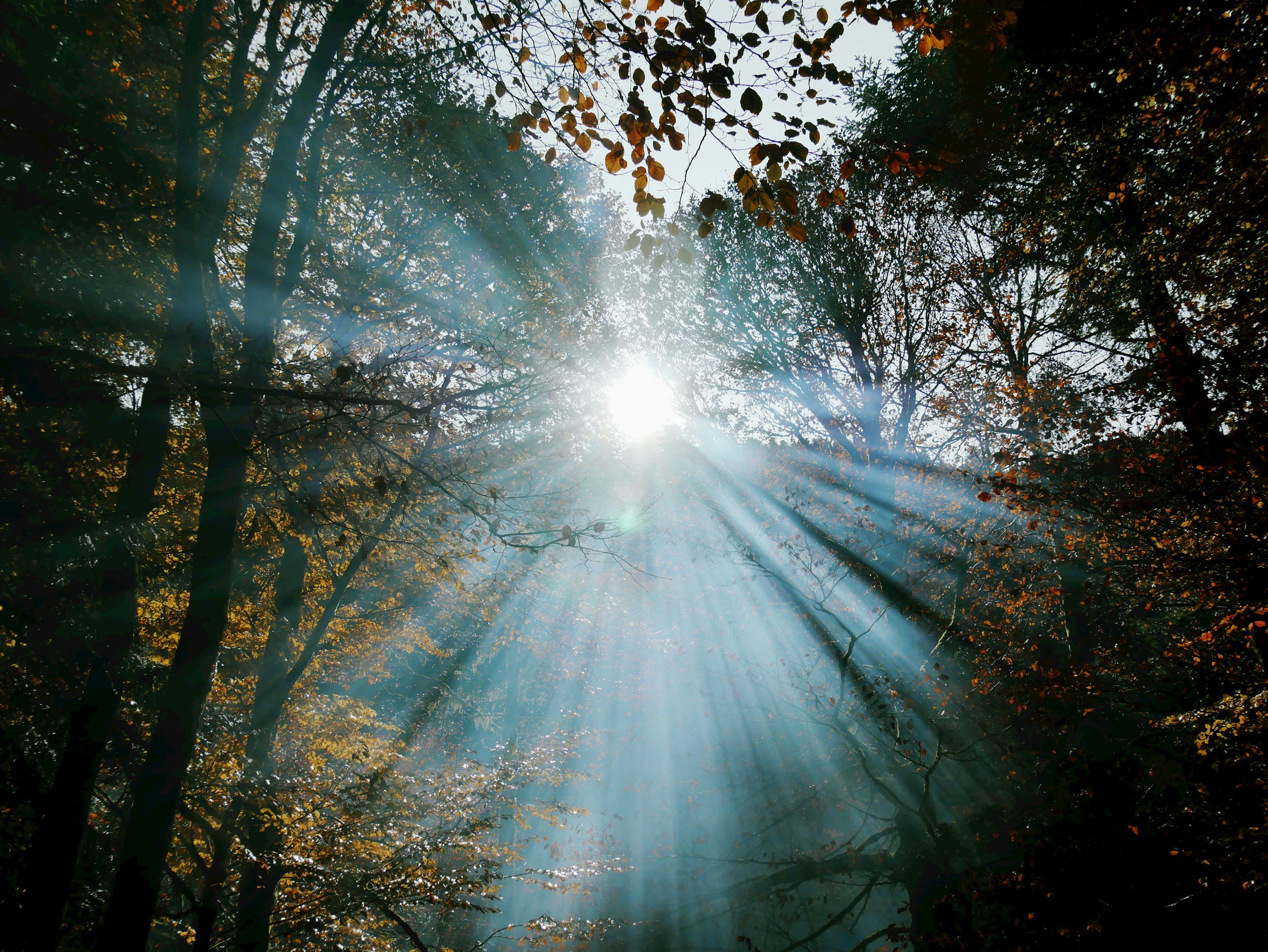 Sunlight shining through the trees in a forest with autumn leaves.