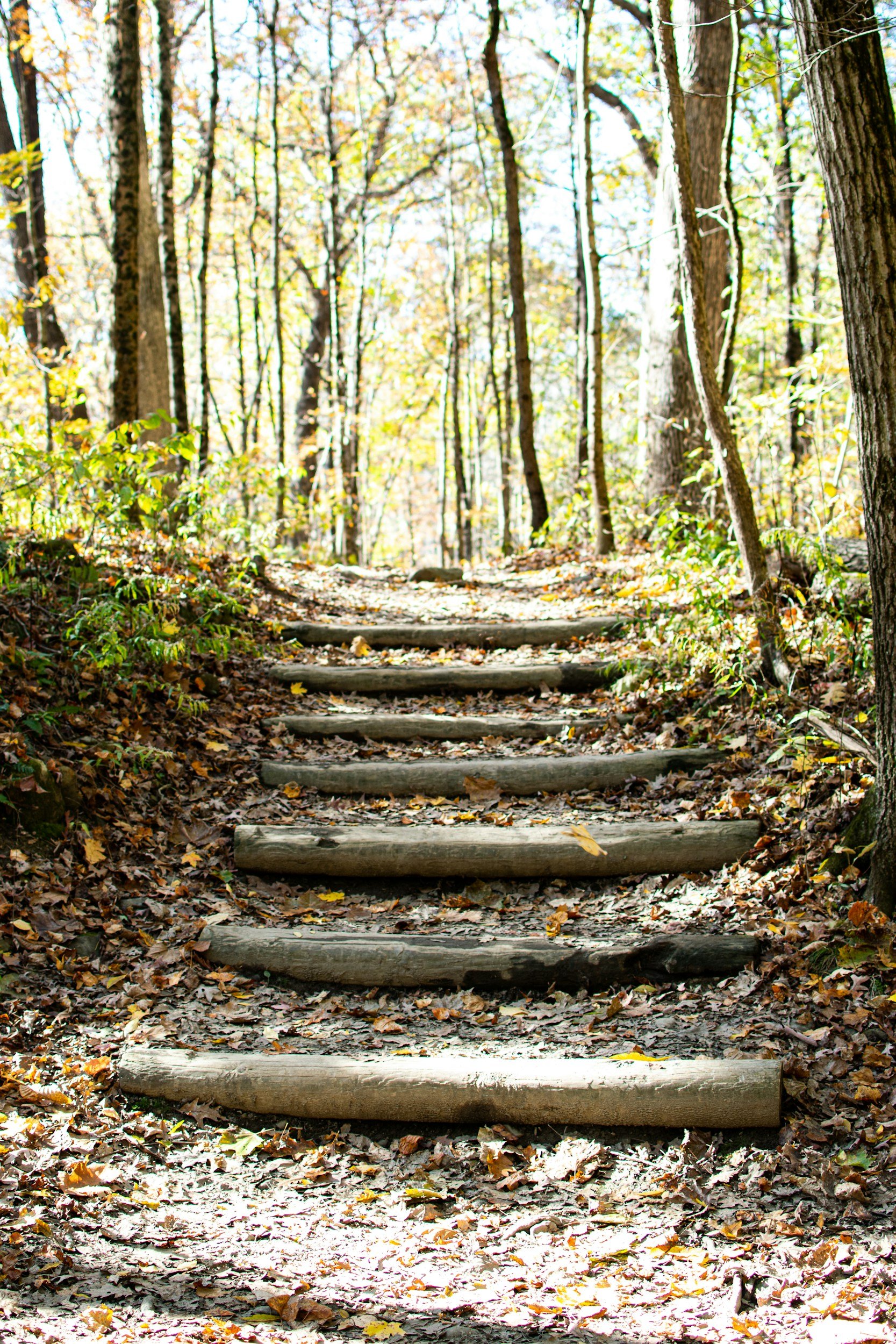 Wooden steps leading up a leaf-covered trail in a forest during autumn, growth, career, moving forward