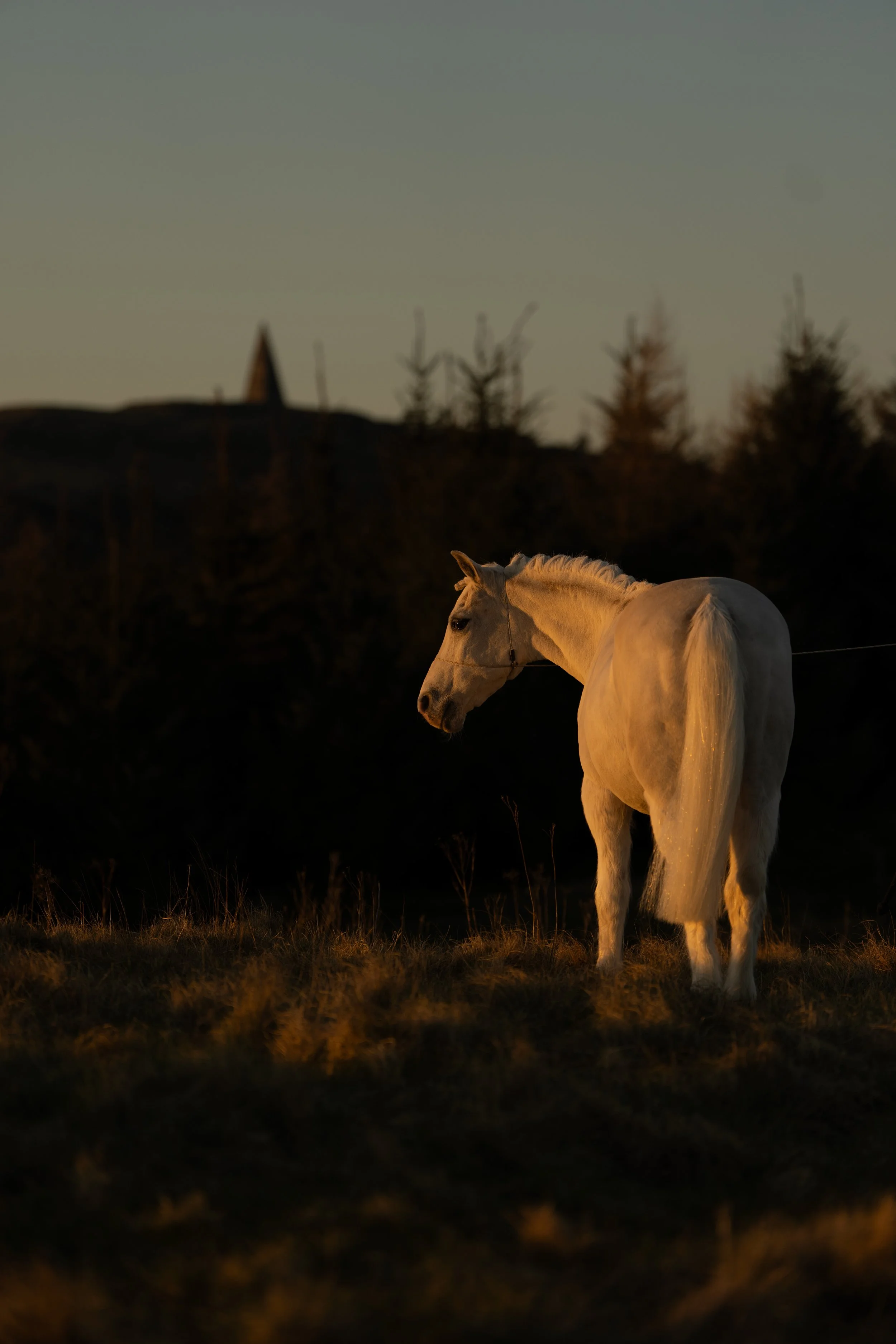 A white horse standing on a grassy field at sunset, with trees and a hill in the background.