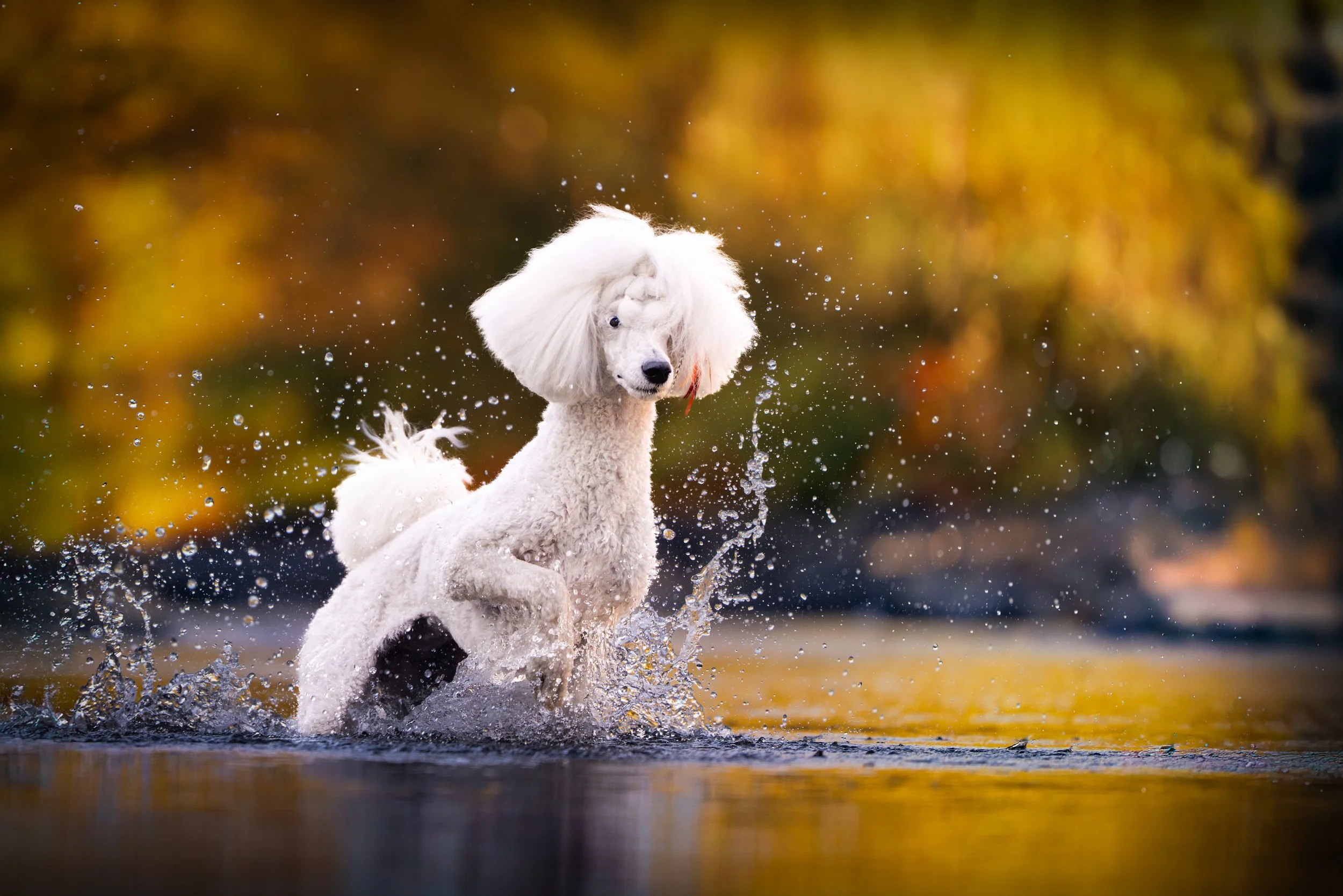 White poodle dog running through water with splashes, autumn-colored blurred background.