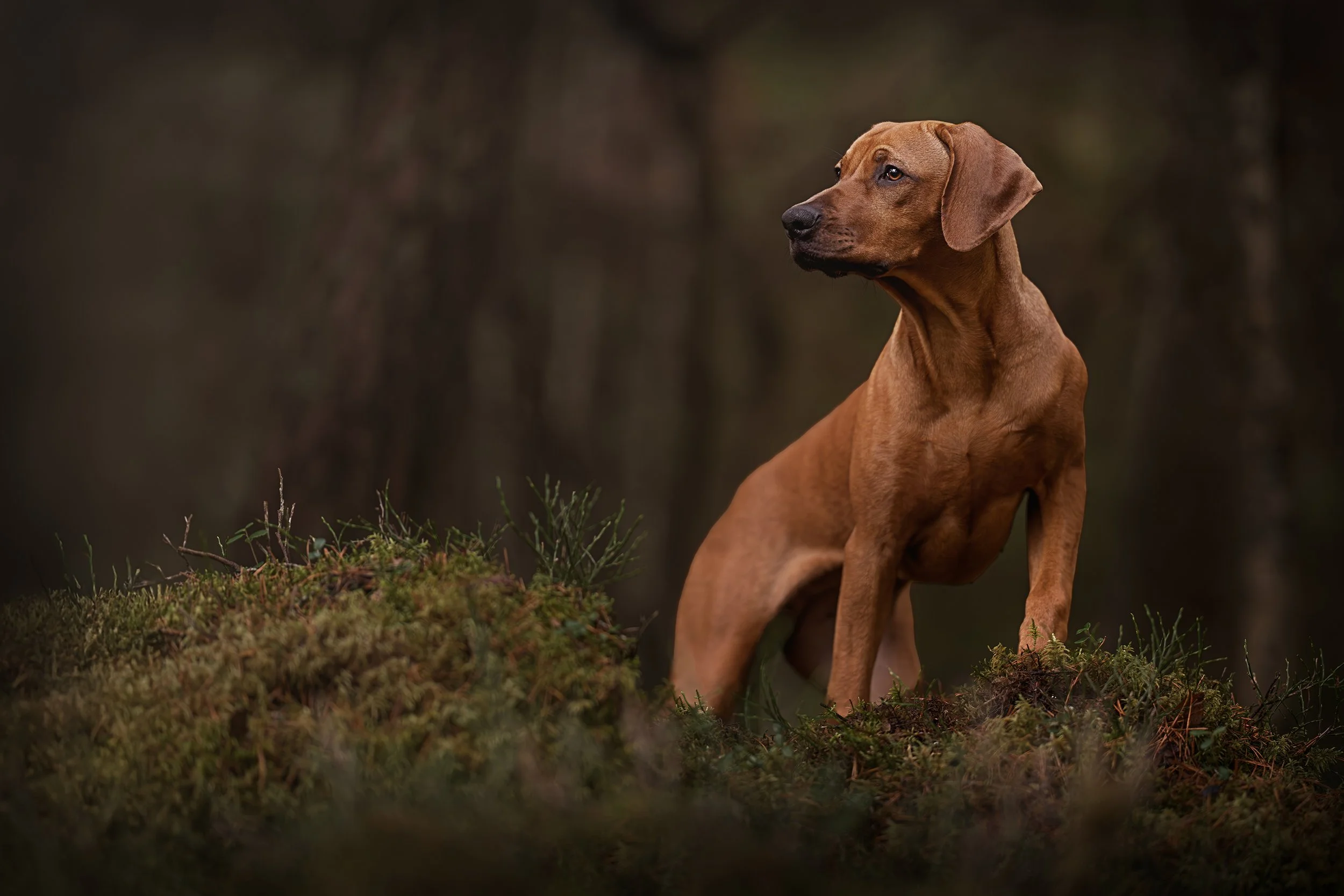 A brown dog sitting outdoors on a mossy ground with a blurred dark background.