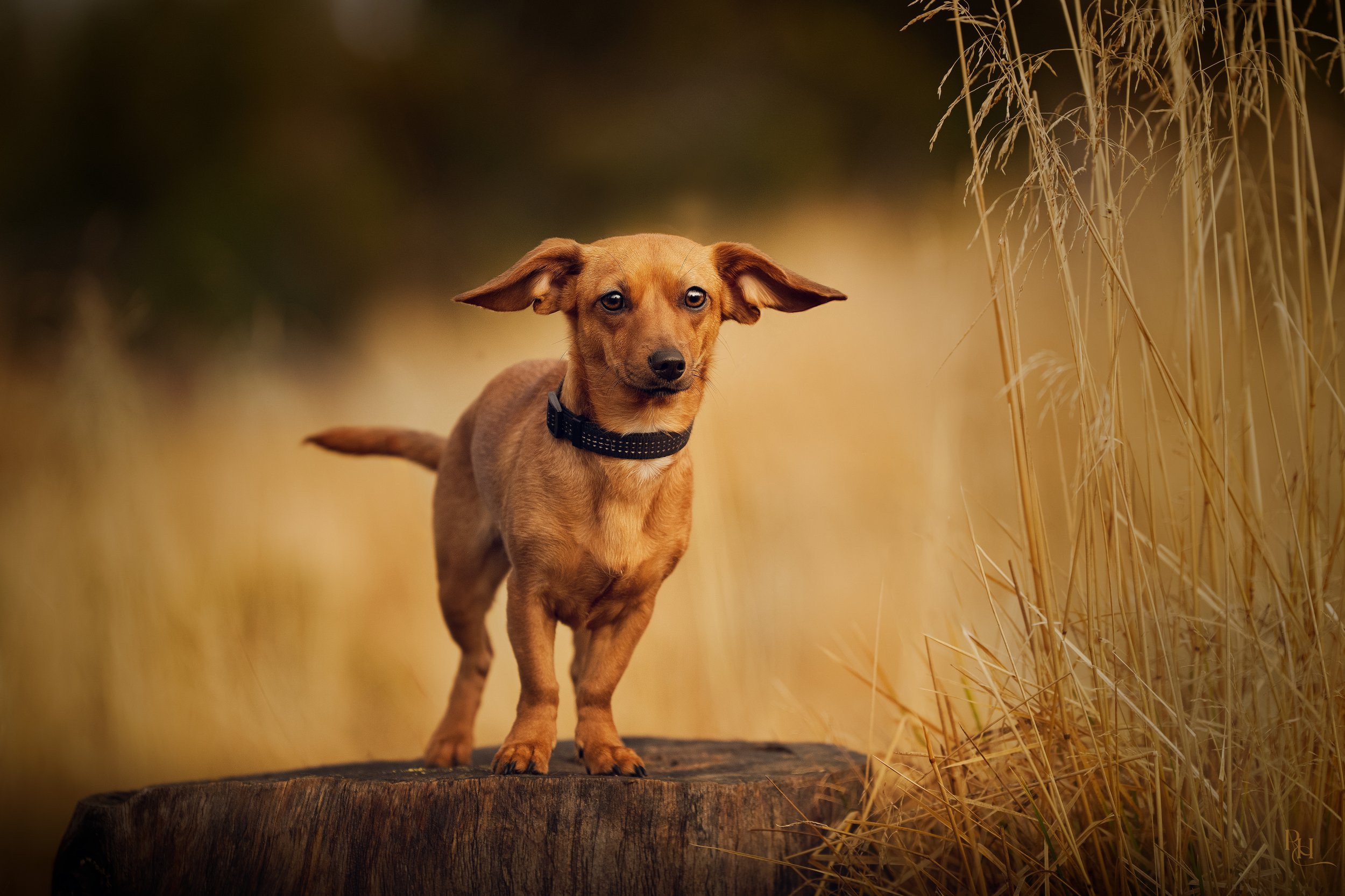 A brown dog with floppy ears and a black collar standing on a tree stump in a field of tall, dry grass with a dark, blurred background.