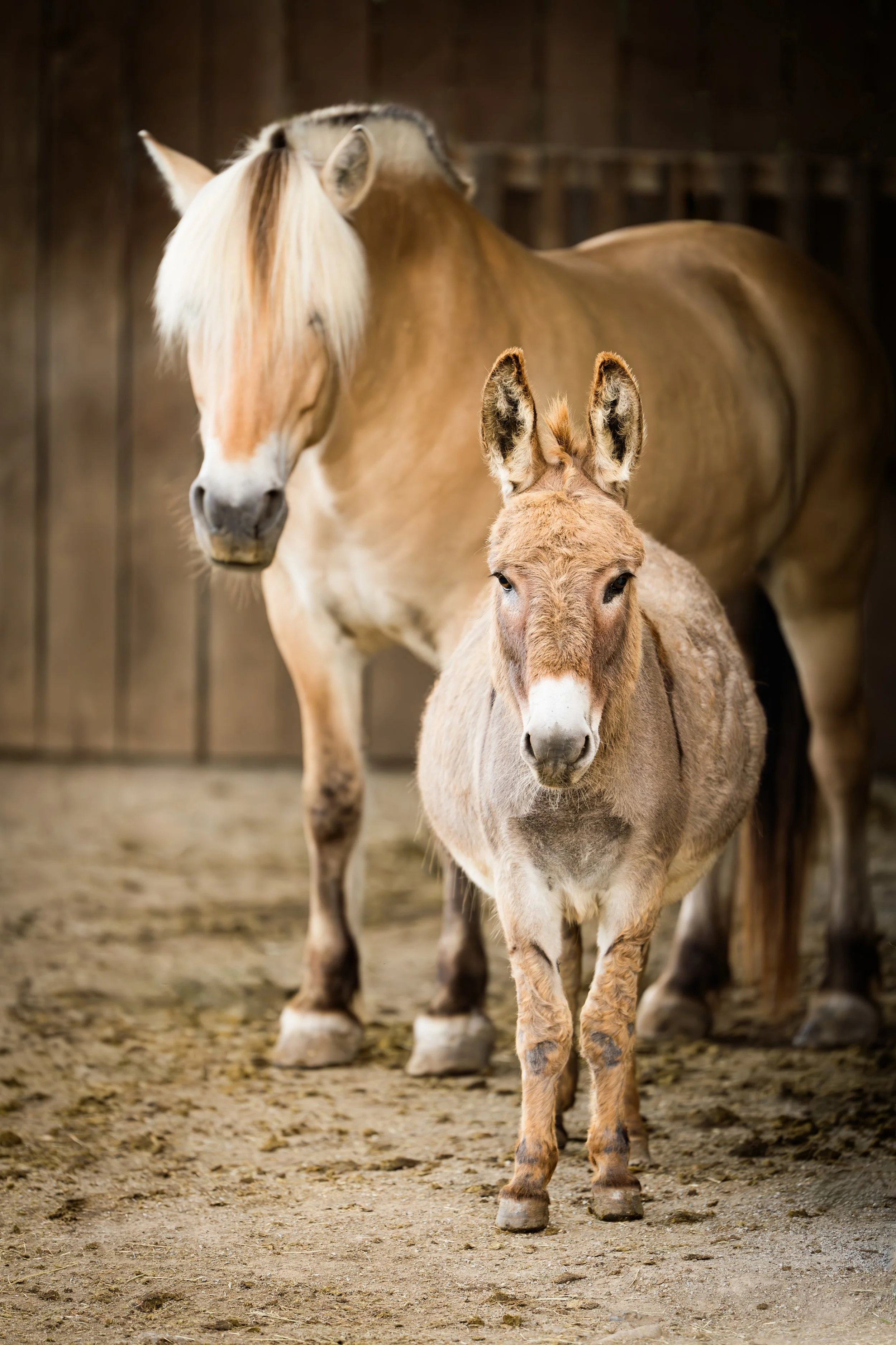 A foal standing on a dirt floor in a barn, with a larger horse in the background.