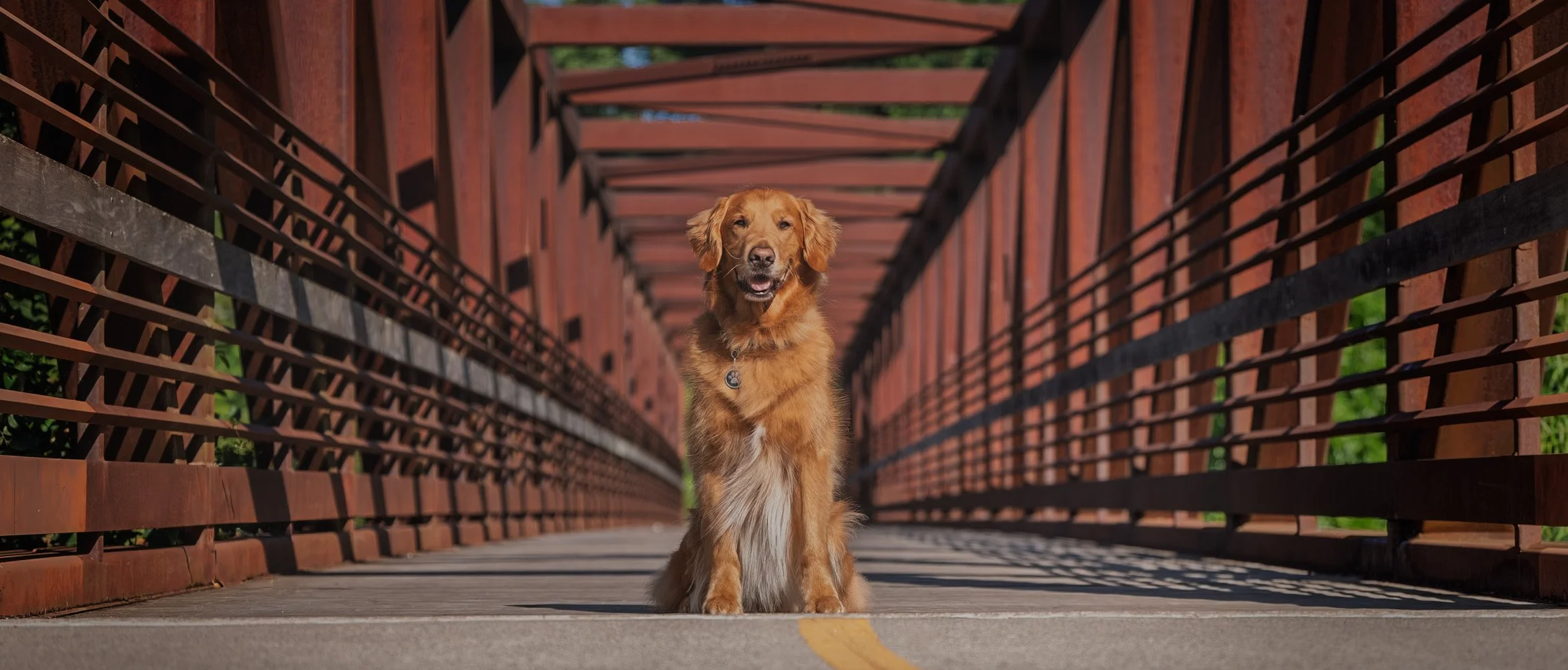 A golden retriever dog sitting on a bridge with brown railings and a yellow line on the pavement.