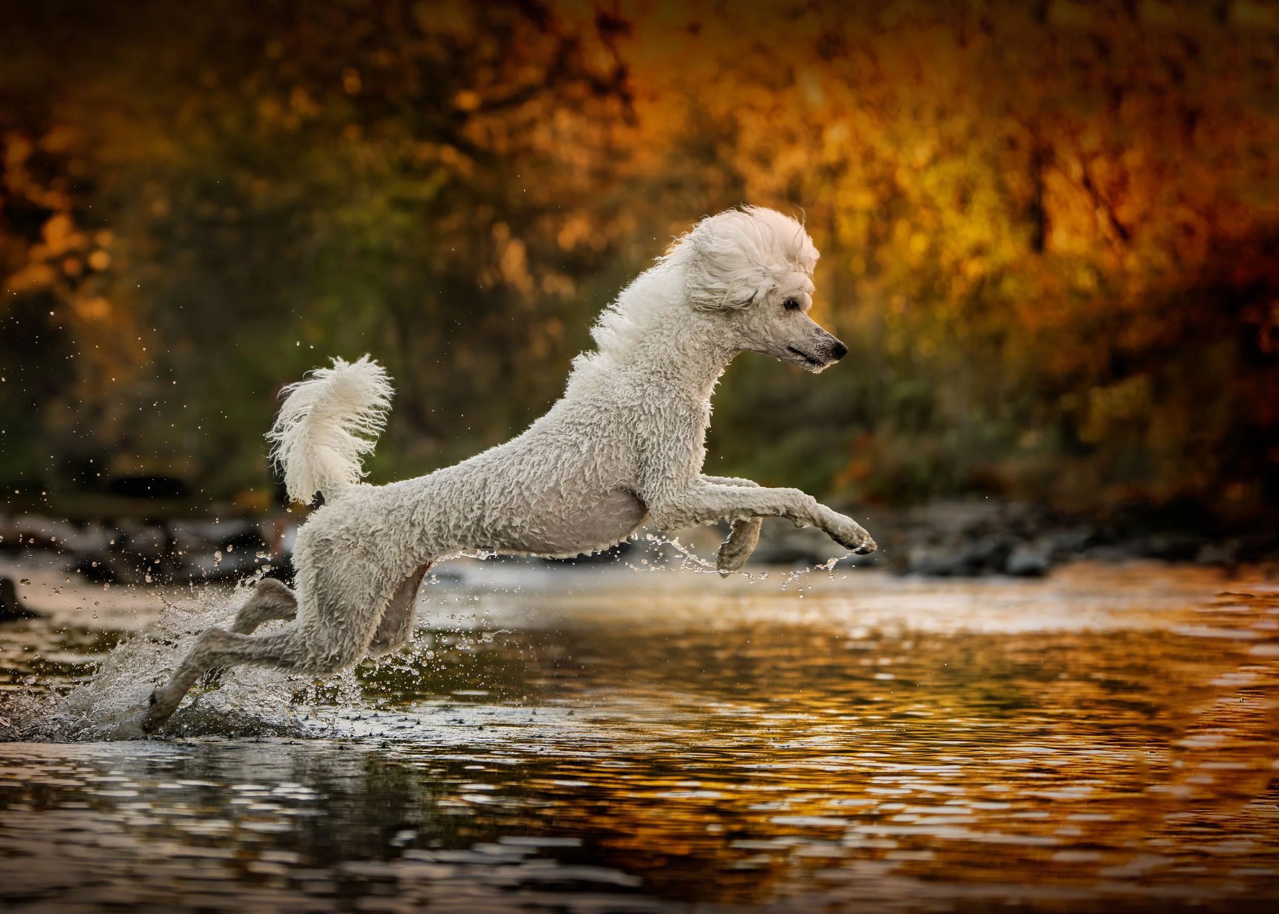 A white dog running through a shallow body of water during autumn, with orange and yellow foliage in the background.
