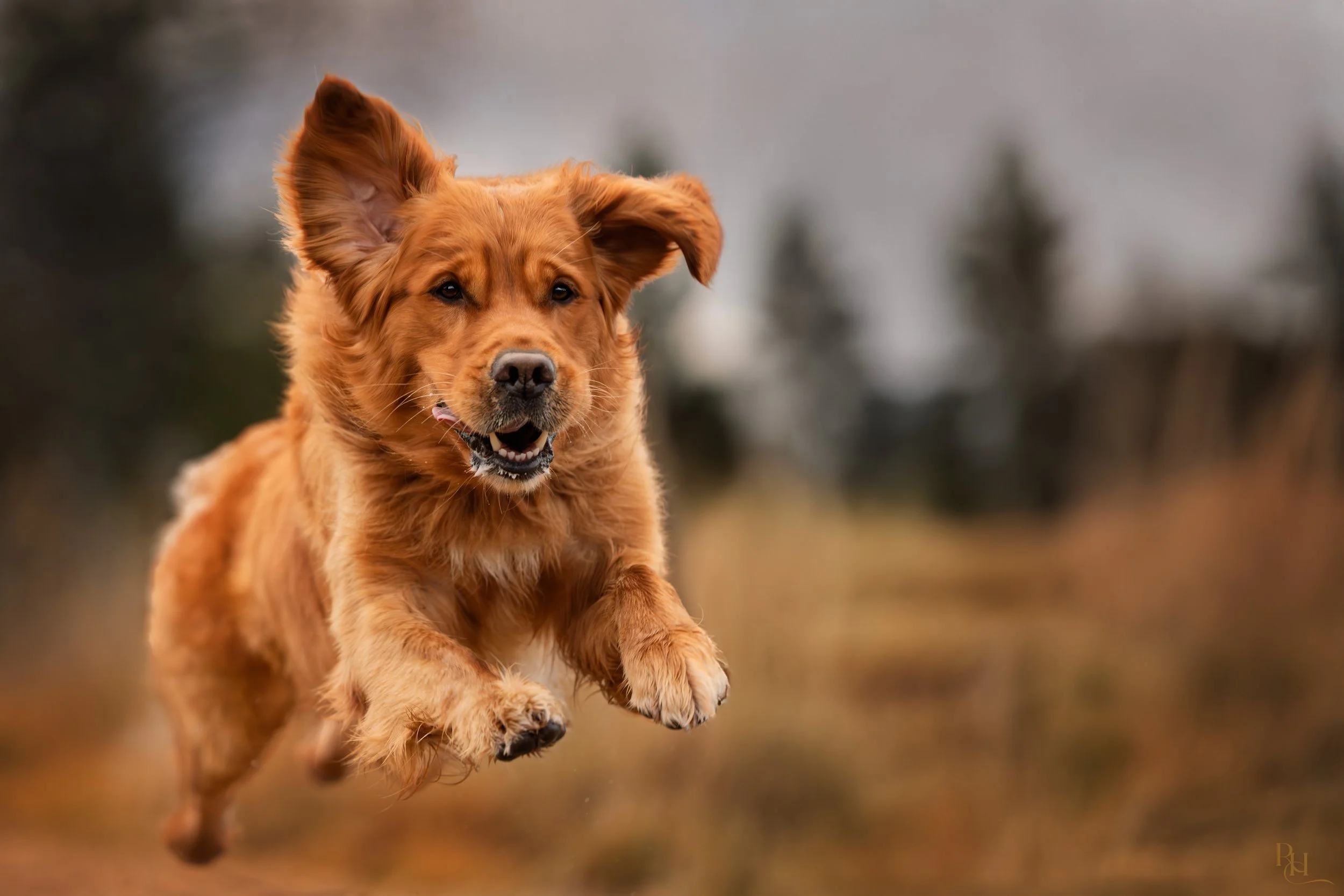 A golden retriever puppy running outdoors on a cloudy day.