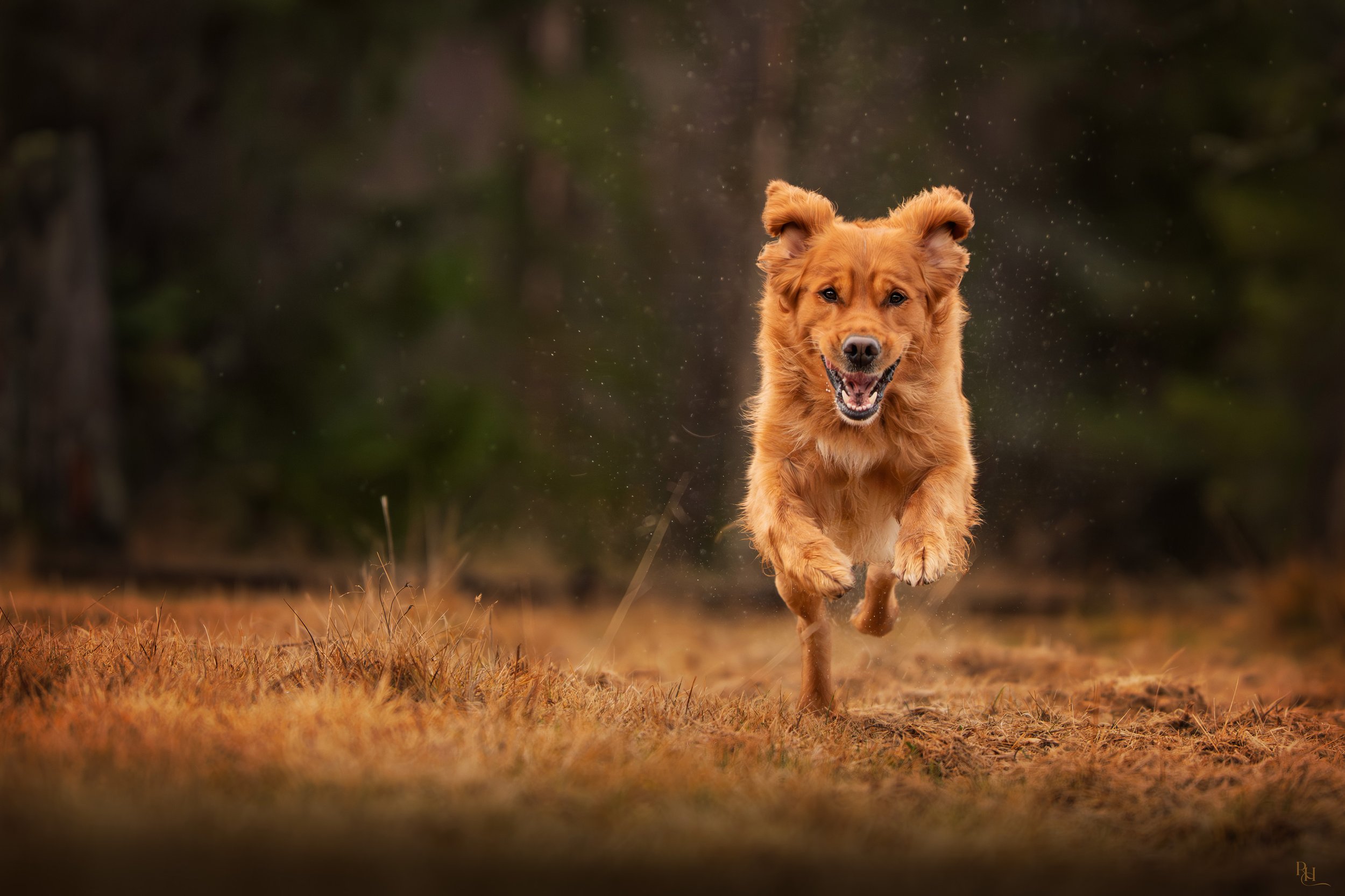 A golden retriever running through a field of grass and leaves, with a blurred background of trees and dust, captured in motion.