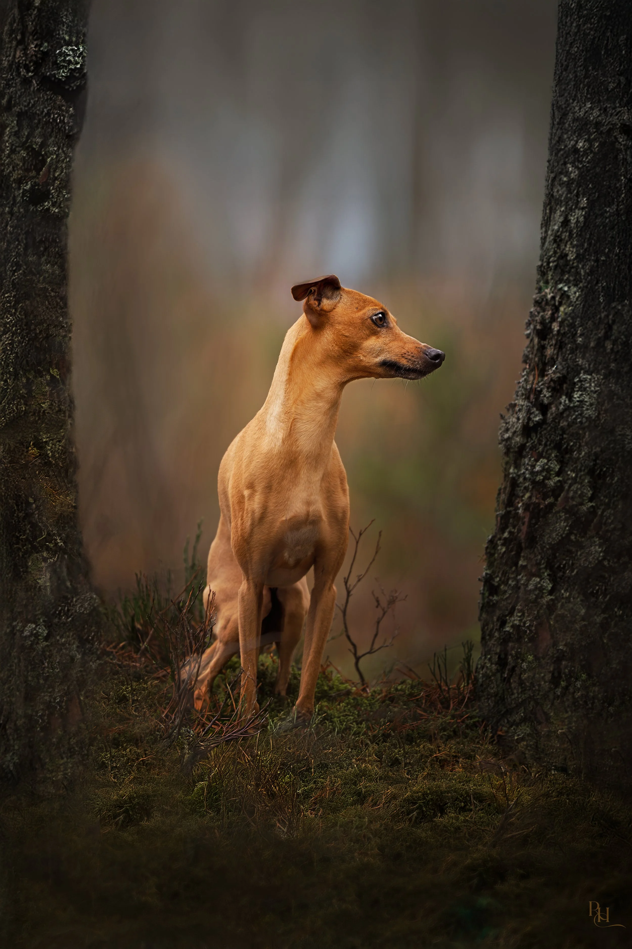 A dog with a sleek, tan coat standing between two dark tree trunks in a misty forest, looking to the right with alert ears.