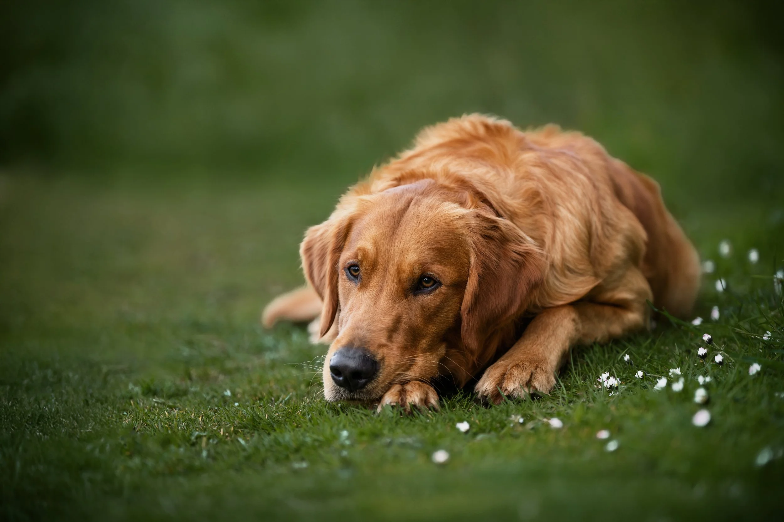 A golden retriever puppy lying on the grass near small white flowers with a blurred green background.