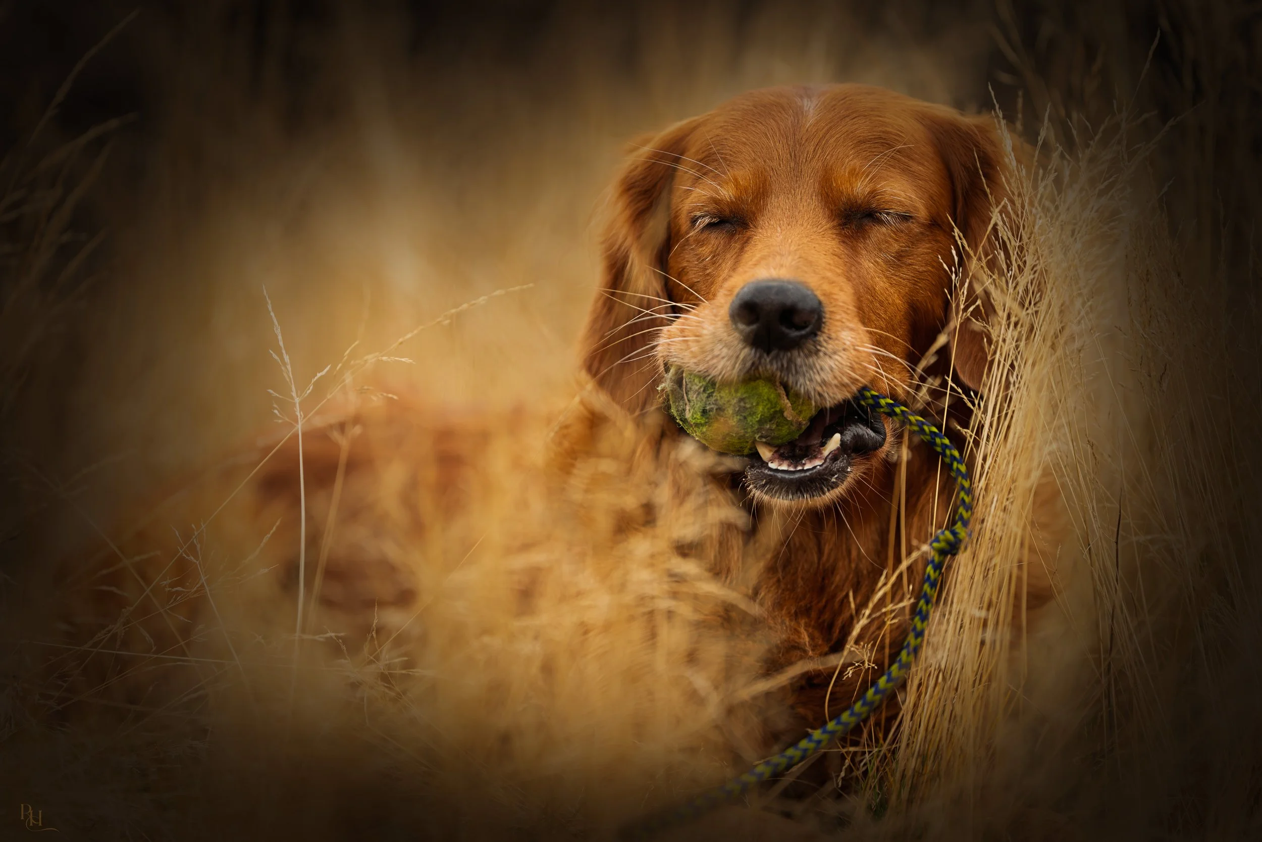 A golden retriever dog with a green ball in its mouth, lying in tall grass with a blurred natural background.