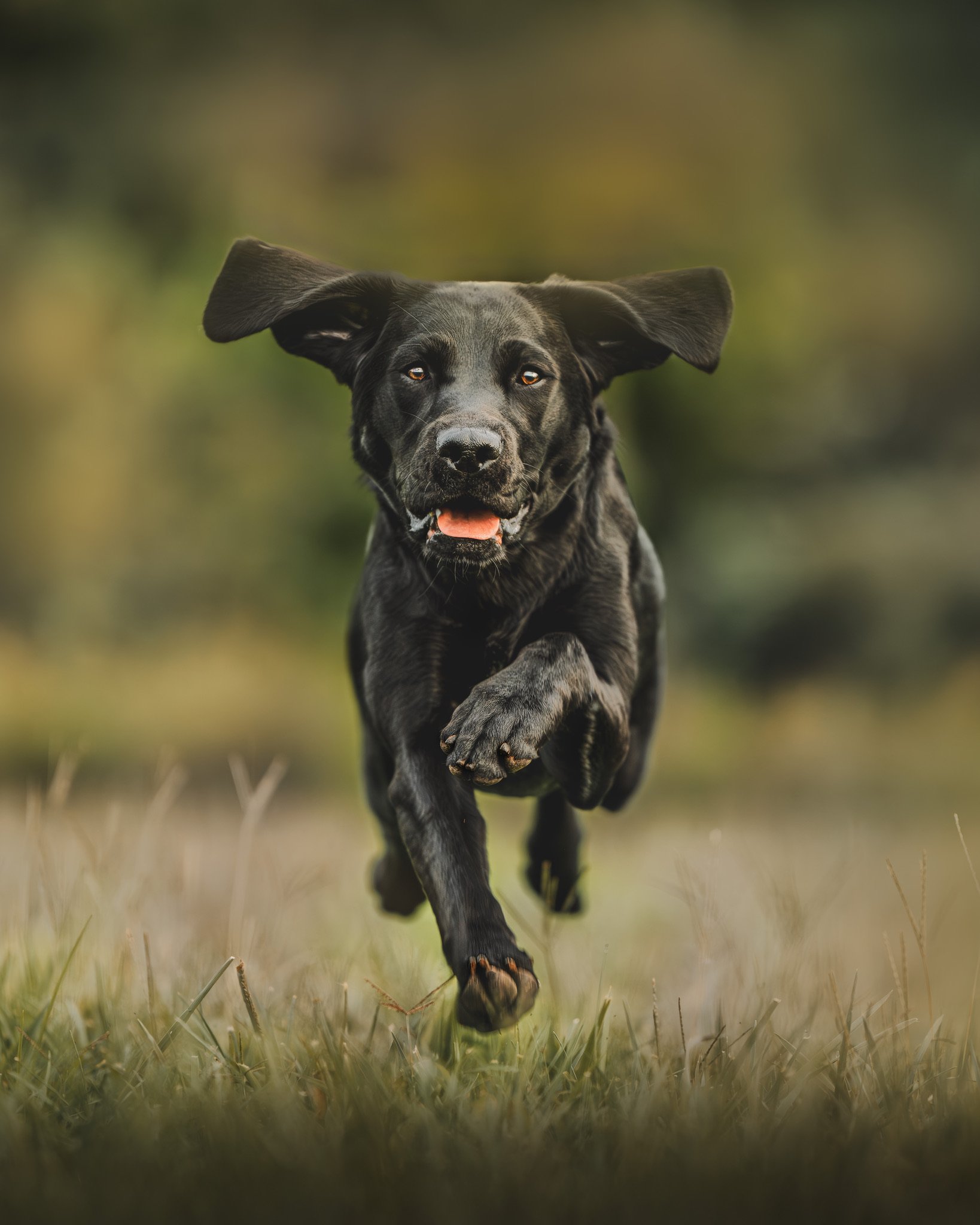 Black Labrador retriever running outdoors on grassy field with blurred green background