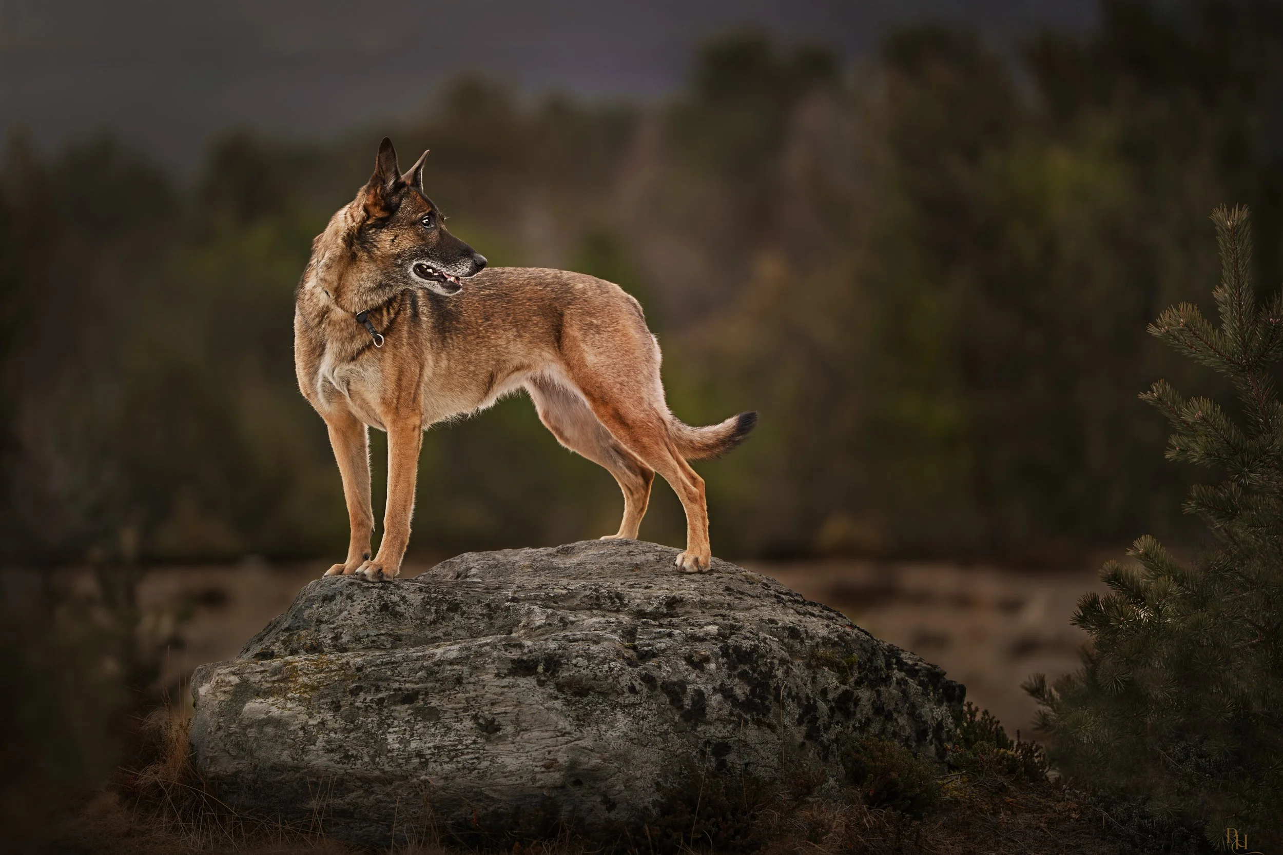 A dog standing on a large rock outdoors during twilight, surrounded by blurred trees and shrubs.