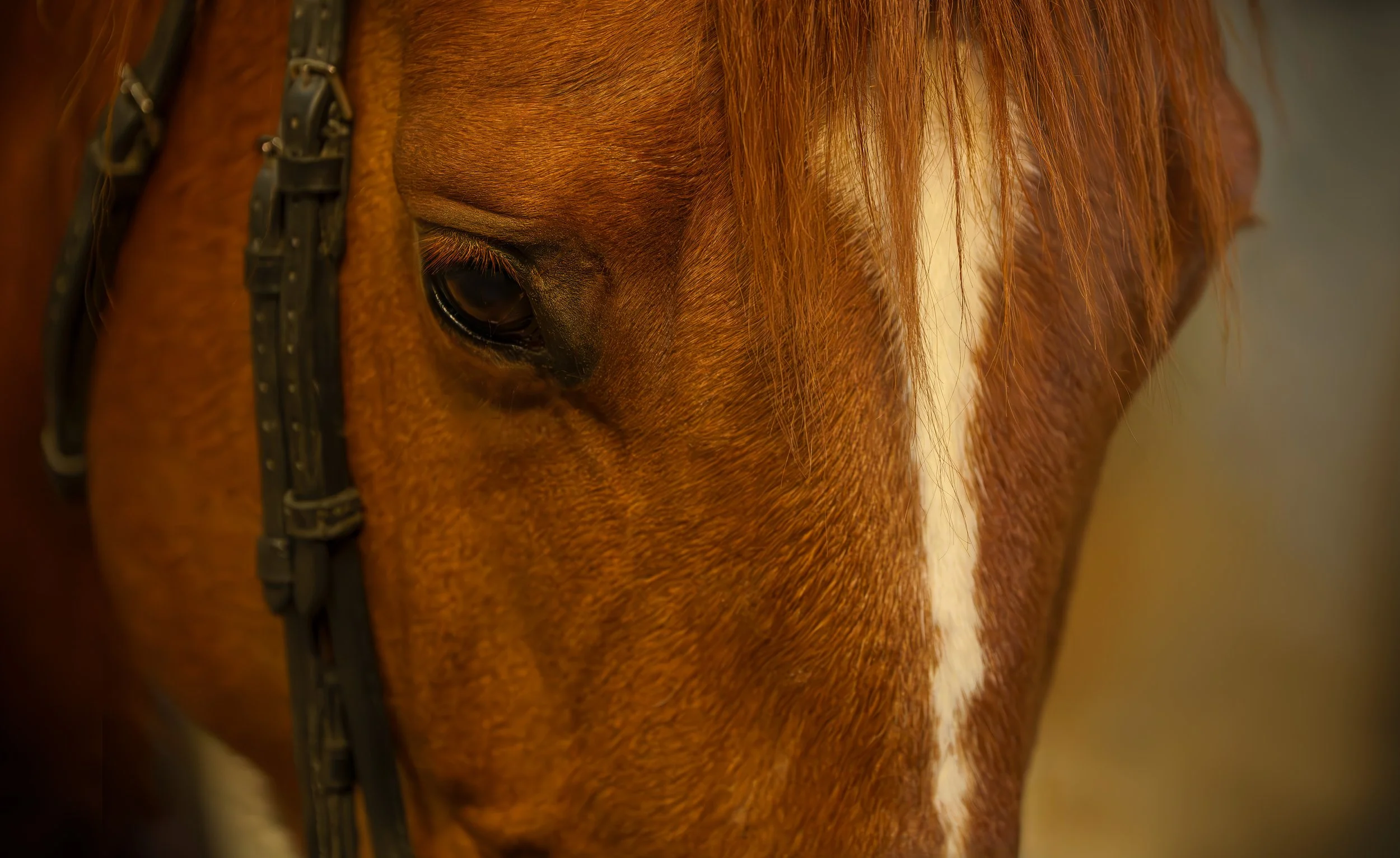 Close-up of a brown horse's face, showing its eye, mane, and part of the bridle.