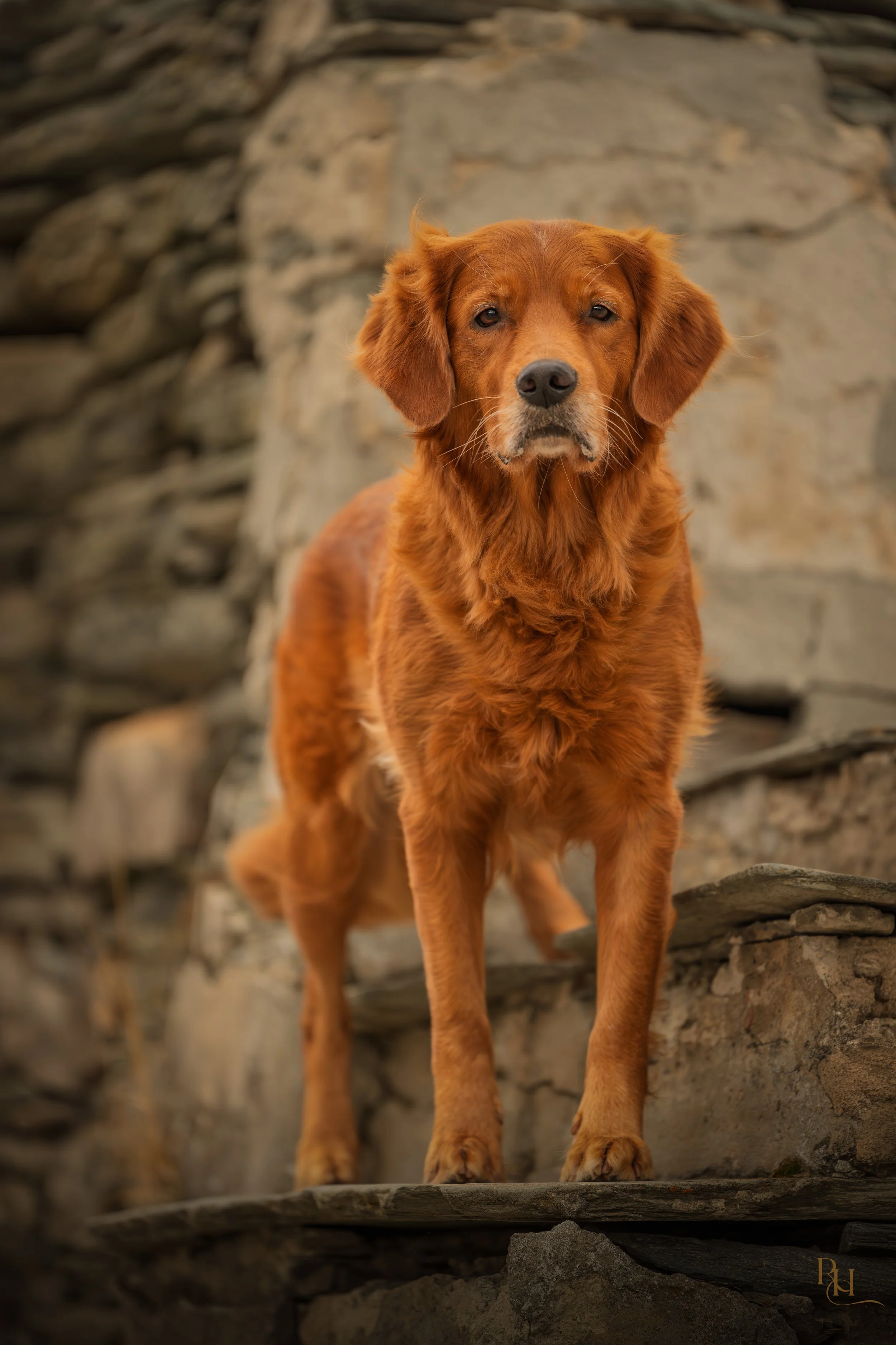 A golden retriever dog with a solemn expression standing on a wooden platform in front of a stone wall.