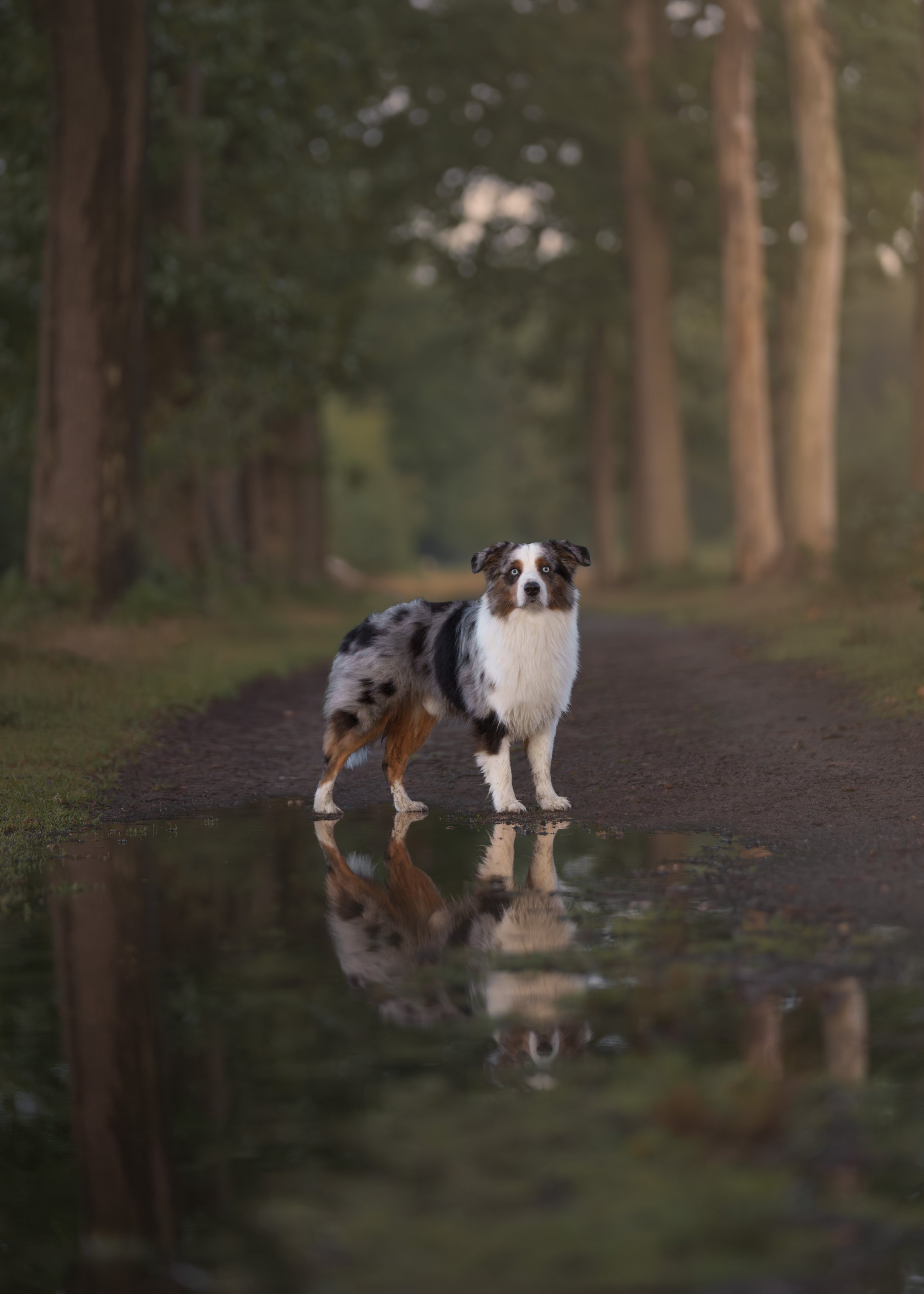 An Australian Shepherd dog with blue eyes standing in a shallow puddle in a forested trail with trees on either side.