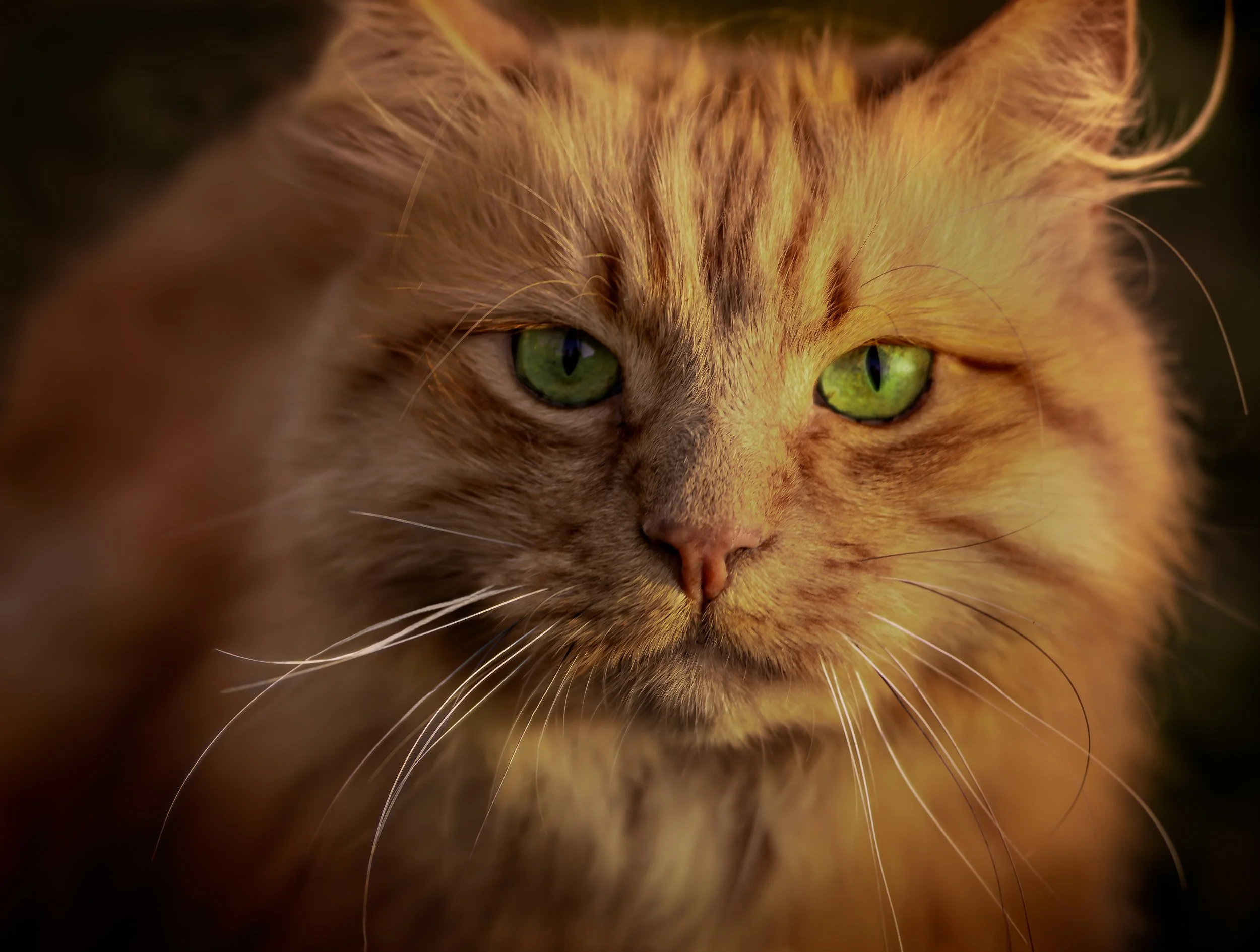 Close-up of an orange tabby cat's face with green eyes, showing detailed fur and whiskers.