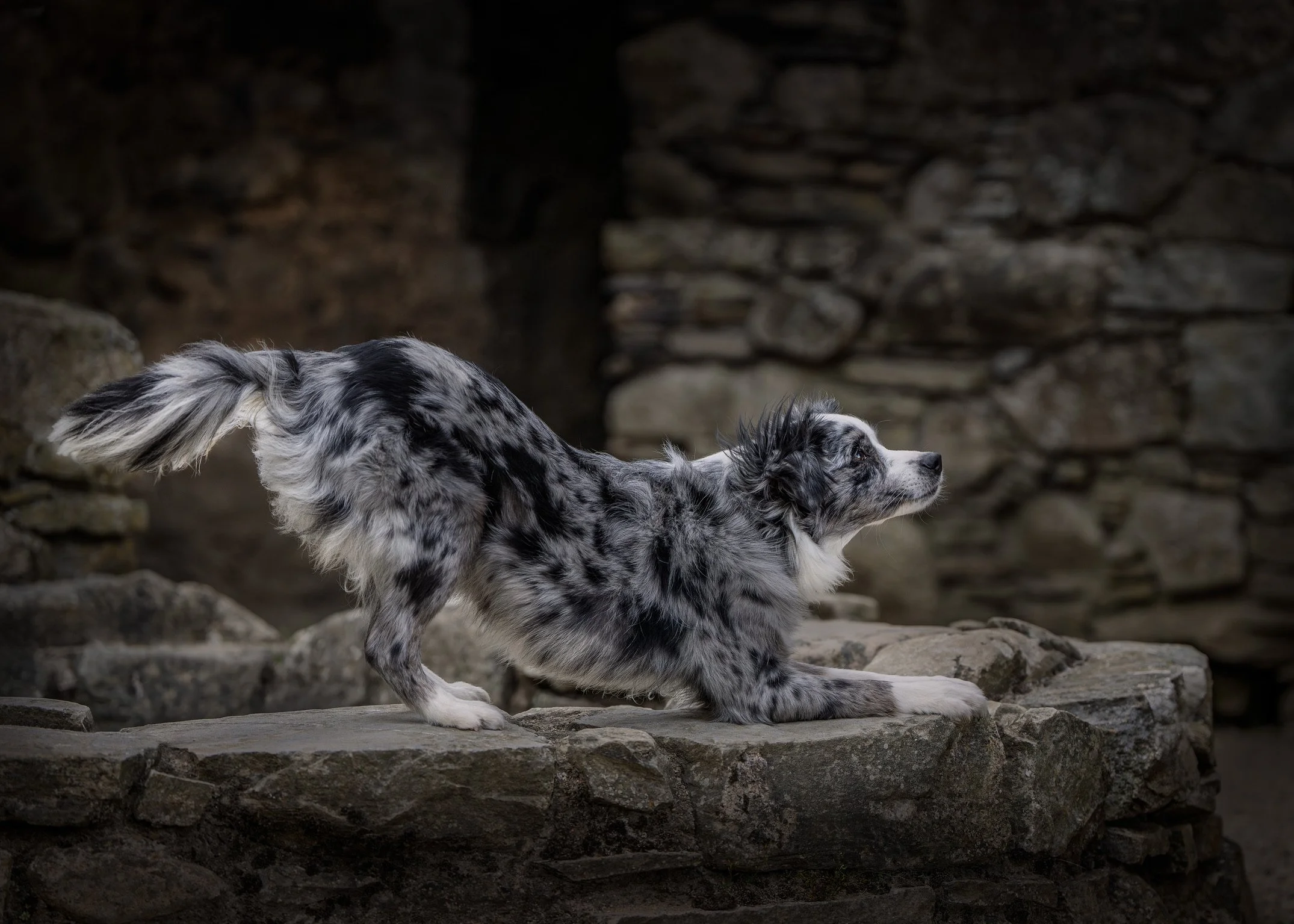 A dog with a merle coat pattern, lying on a rocky surface with a stone wall in the background.
