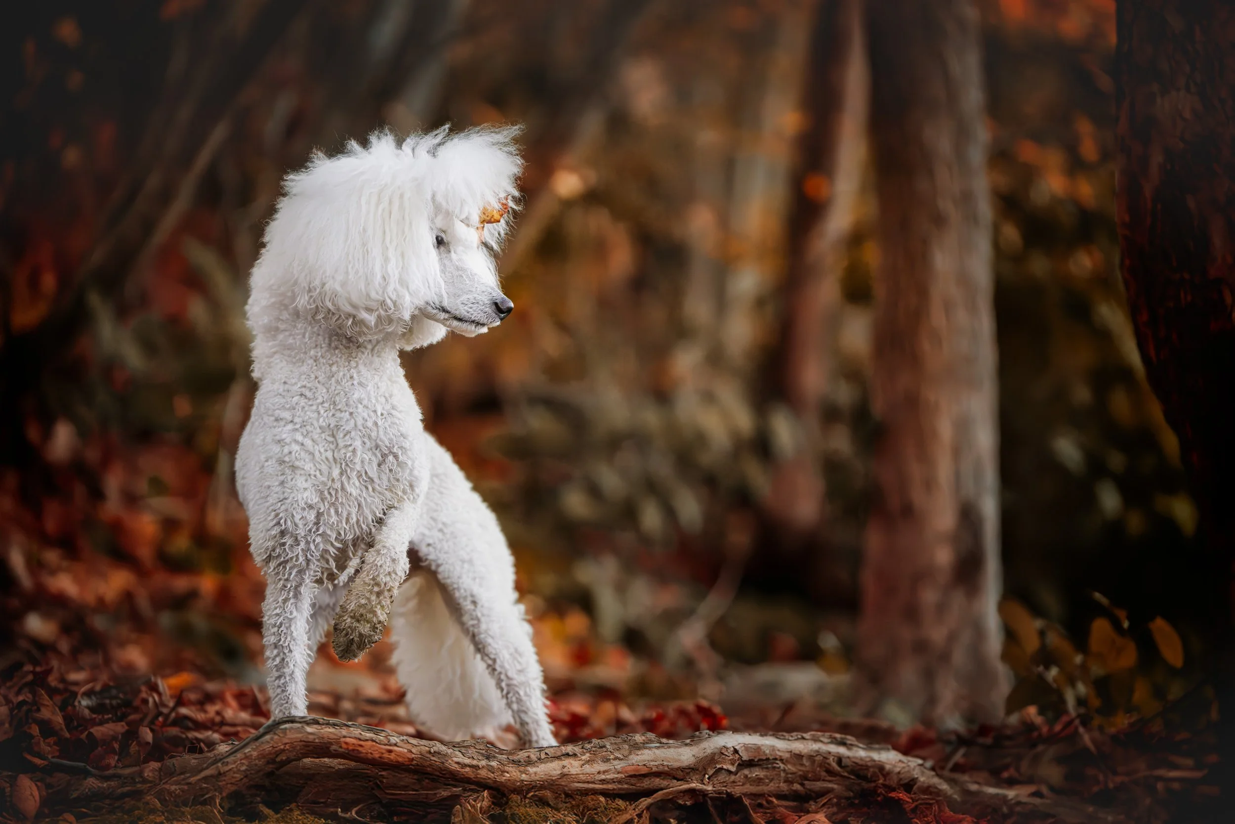 White poodle standing on a log in an autumn forest with fallen leaves and trees in the background.
