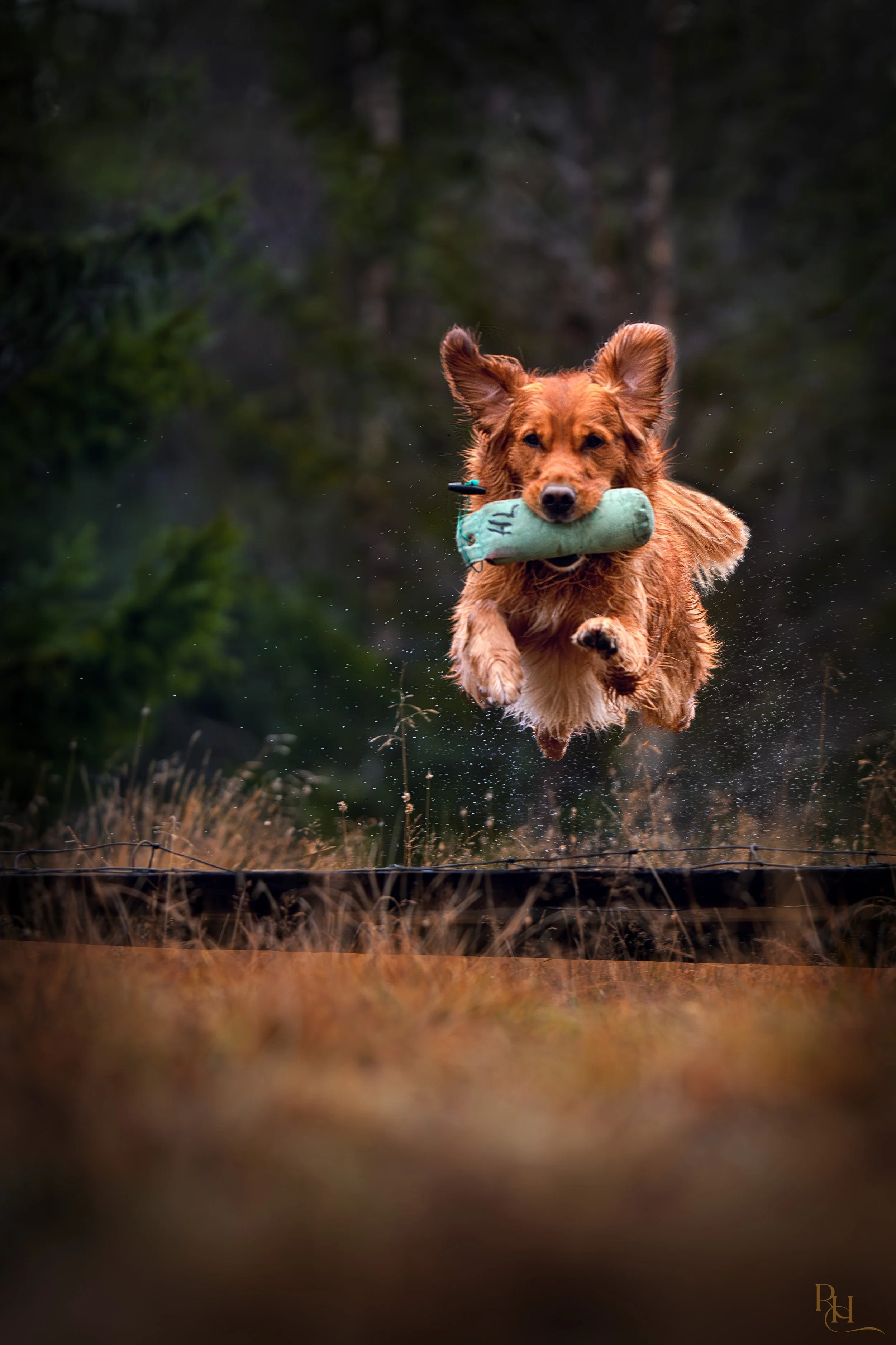 A brown dog with a toy in its mouth running through water in a natural outdoor setting.