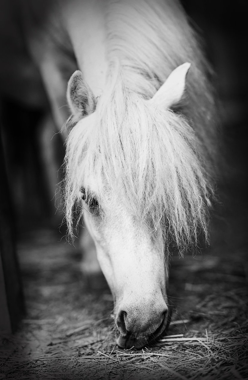 A white horse with a flowing mane is close to the camera, grazing or sniffing the ground in a black and white photograph.