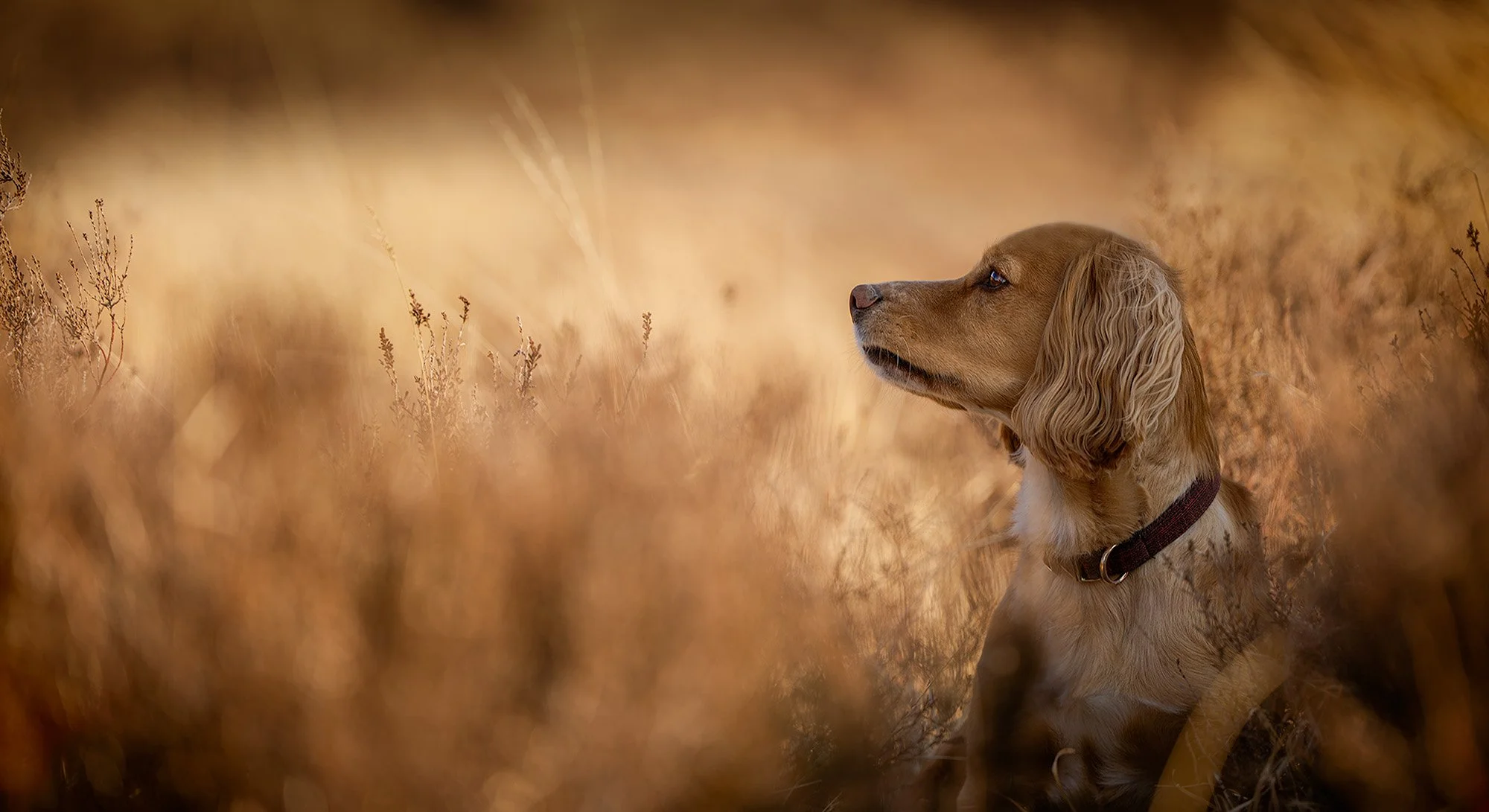 Golden retriever dog sitting in a field of dry grass and plants, looking to the left.