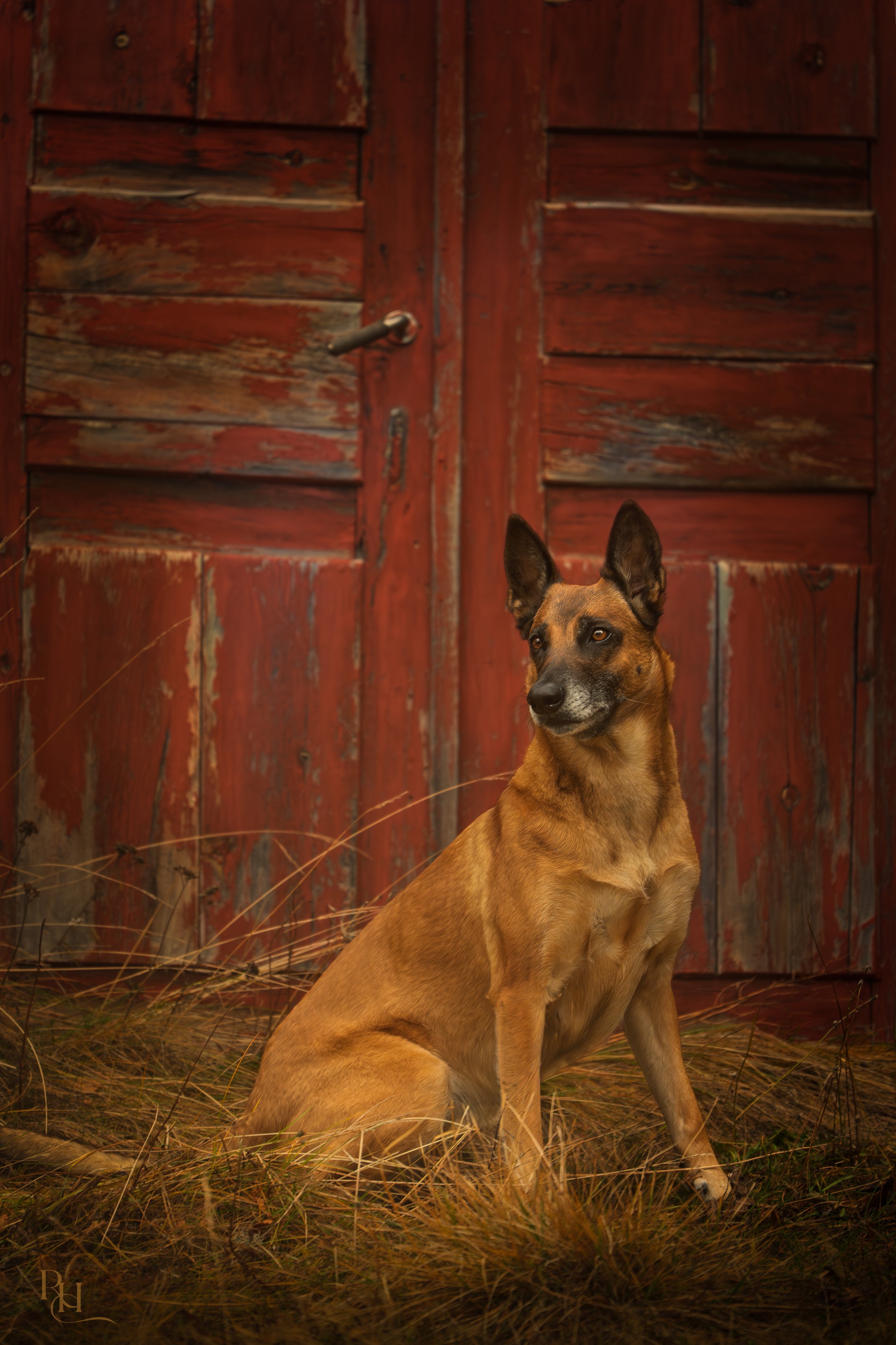 A tan dog with black facial markings sitting in front of a weathered red wooden door with vertical panels, surrounded by dry grass.
