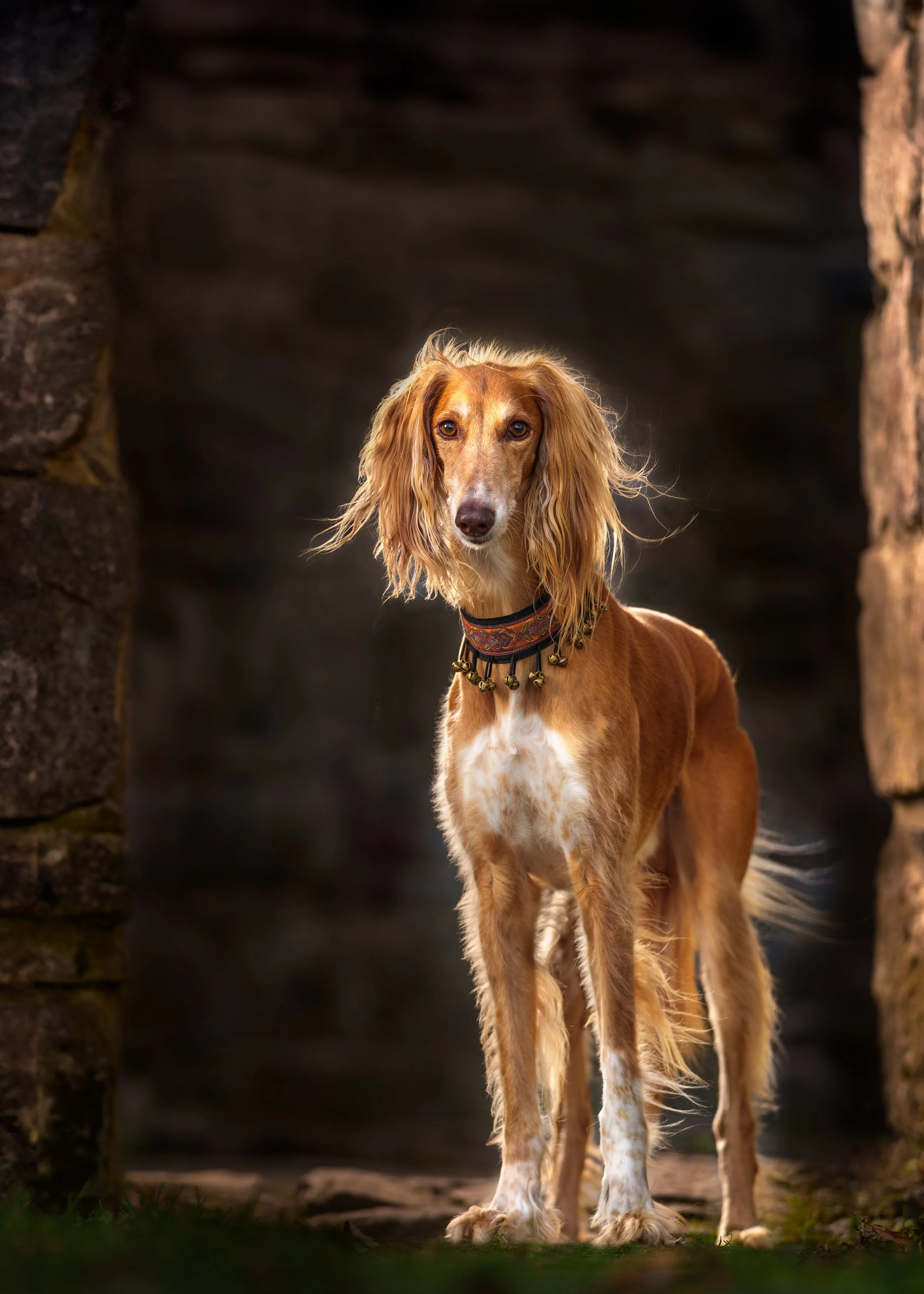 A dog with long, floppy ears and a reddish-brown coat standing on grass between stone walls, looking directly at the camera.