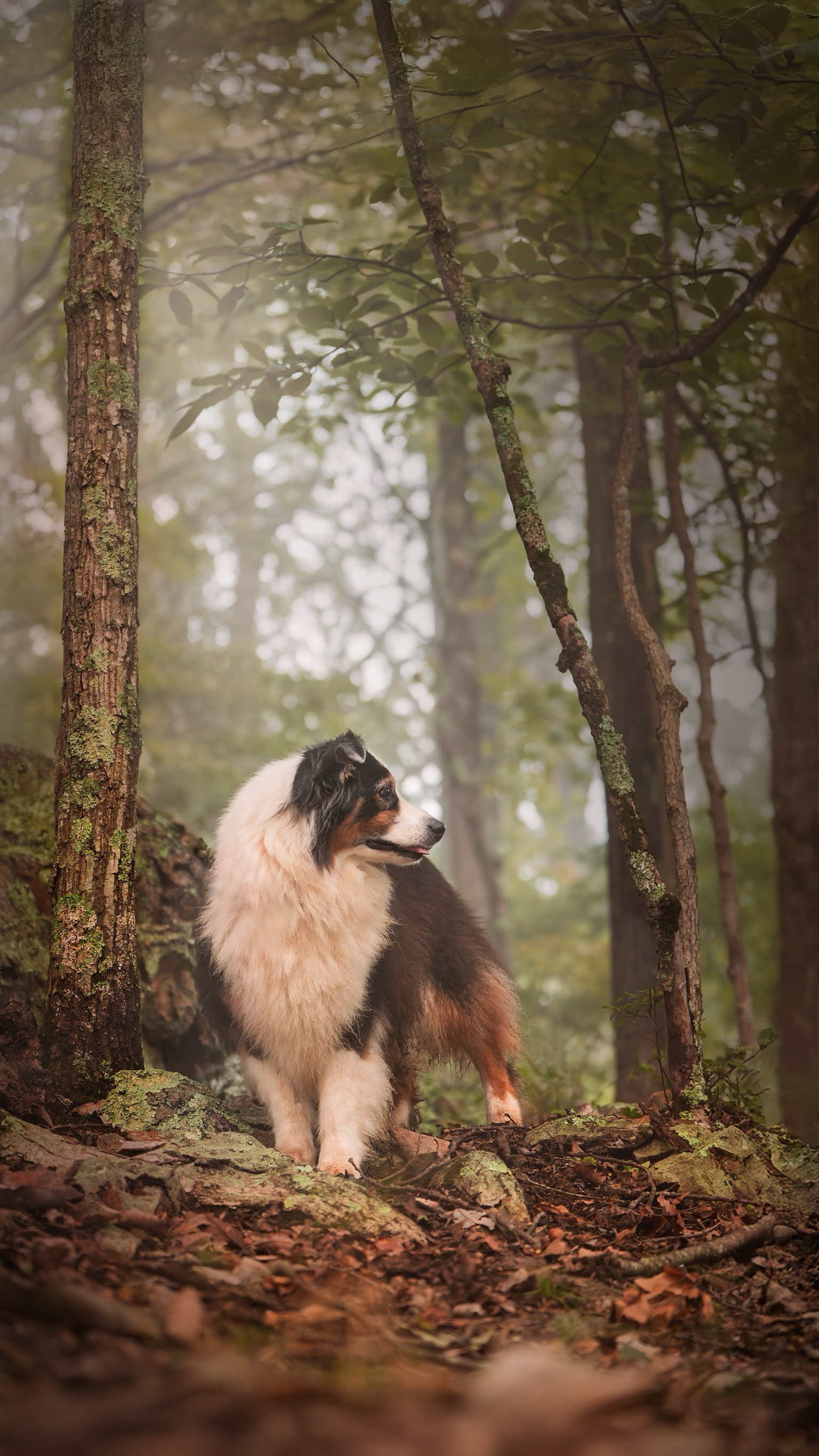 A dog, likely an Australian Shepherd, standing in a misty forest with trees and fallen leaves on the ground.