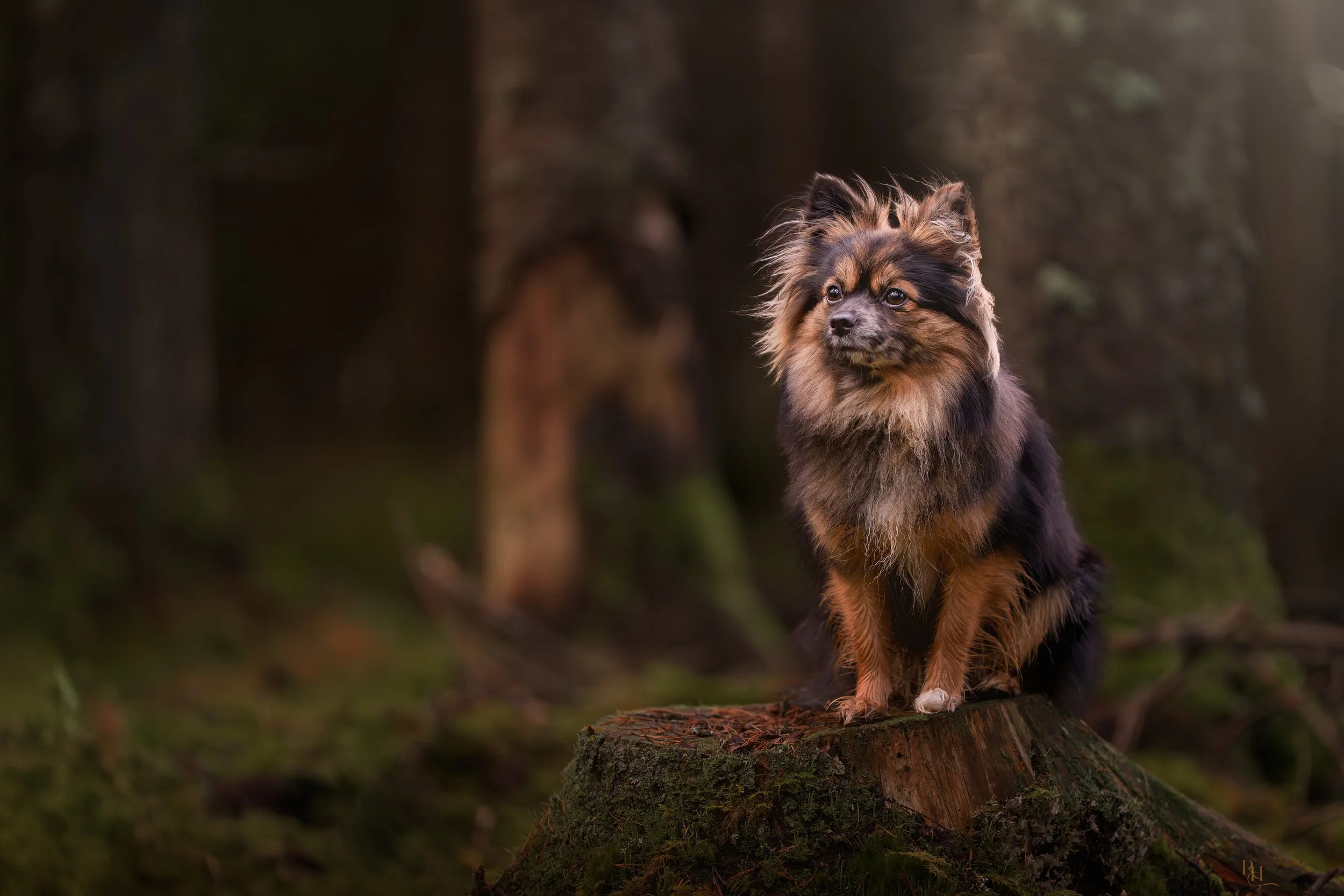A small, fluffy dog with black, brown, and tan fur sitting on a tree stump in a forest with a blurred background.