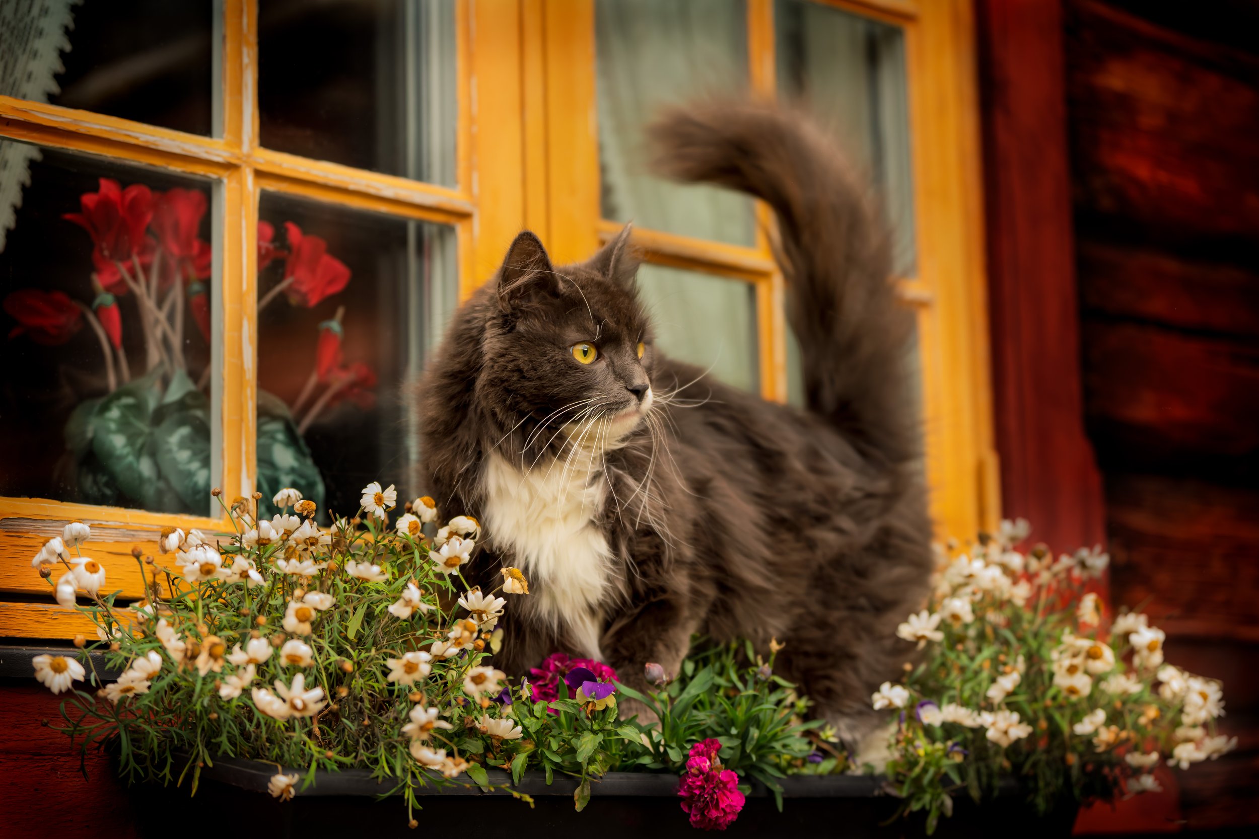 A fluffy black and white cat with yellow eyes sitting among colorful flowers near a yellow window frame.
