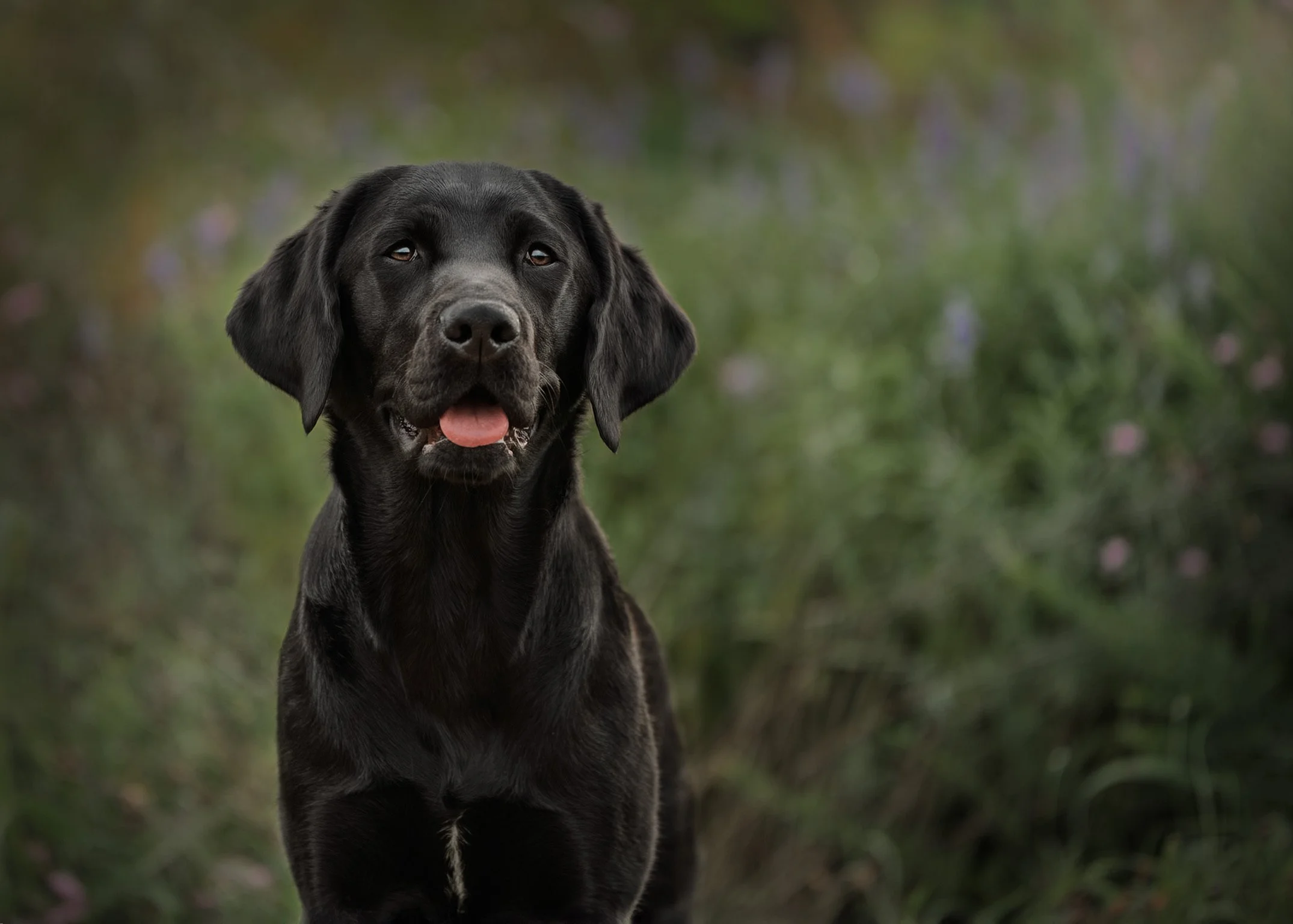 Photo of a black Labrador Retriever puppy outdoors, with a blurred natural background.