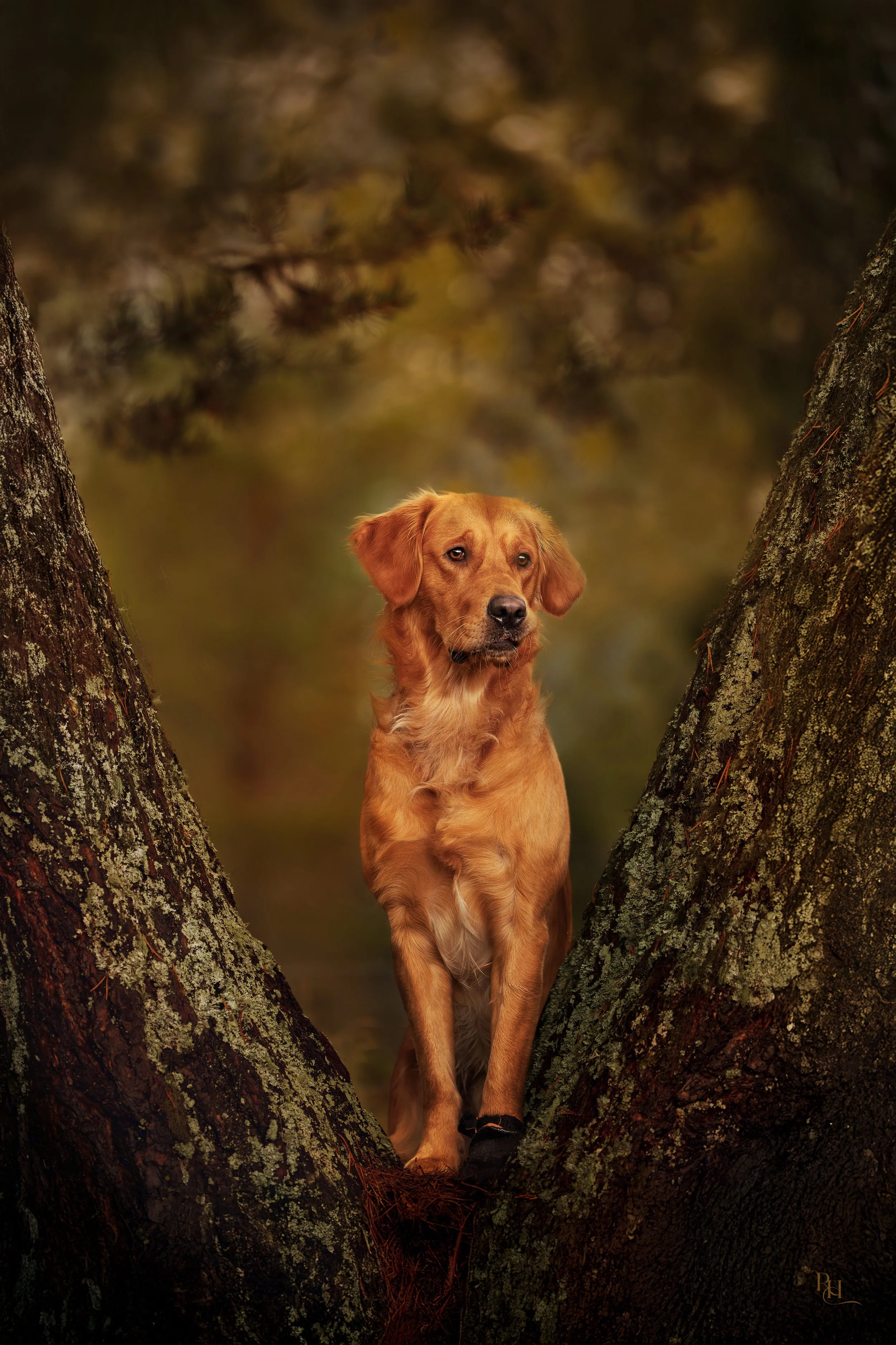 A golden retriever dog standing between two large tree trunks in a forest with blurred green and brown foliage in the background.