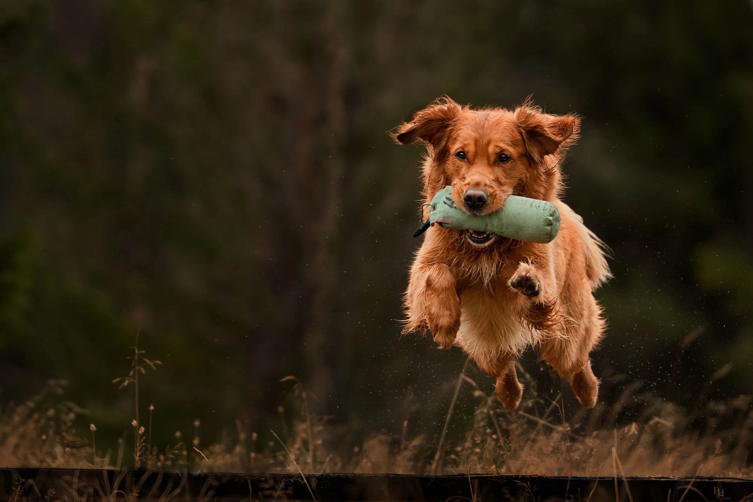 A brown dog running through a field with a green toy in its mouth, captured mid-air during daytime.