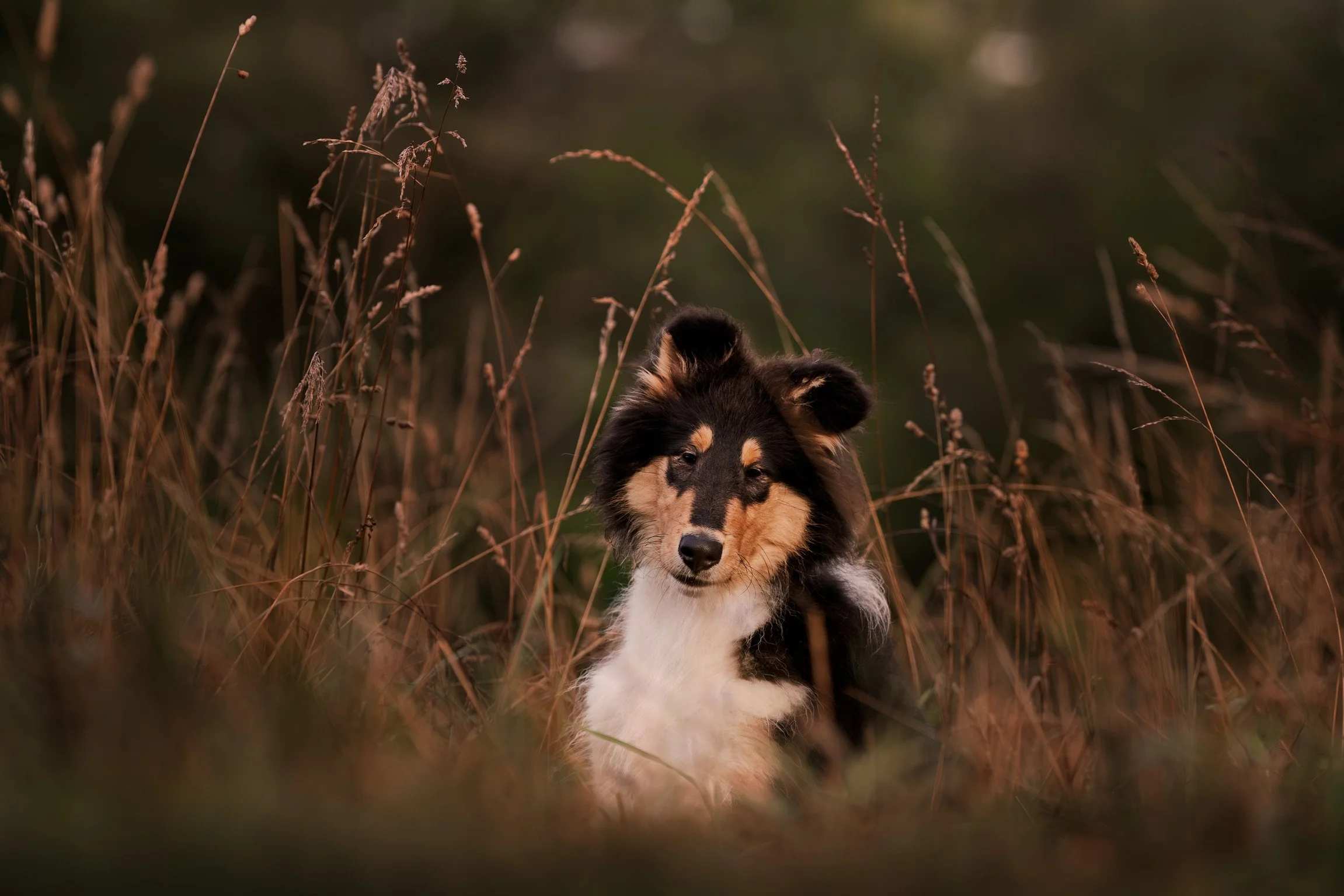 A black, tan, and white dog, likely a Shetland Sheepdog, standing among tall, dry grass with a blurred natural background, during late afternoon or early evening.