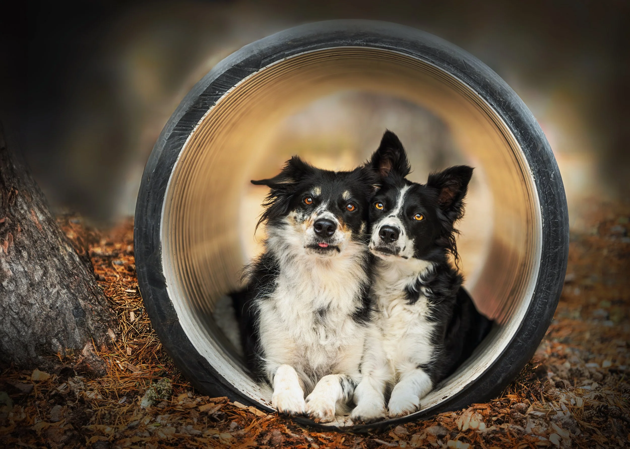 Two Australian Shepherd dogs lying inside a large metal pipe on the ground, surrounded by fallen leaves and part of a tree trunk on the left side, in an outdoor setting with blurred background.