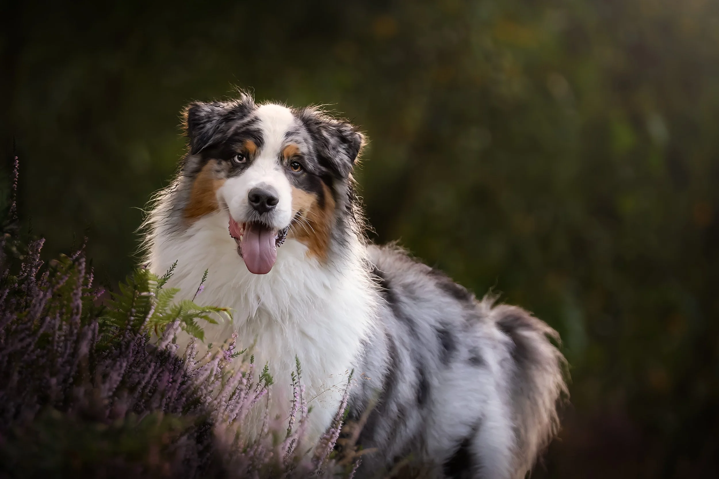 A fluffy Australian Shepherd dog with merle coat pattern, sitting outdoors near purple heather plants, with a blurred green natural background.