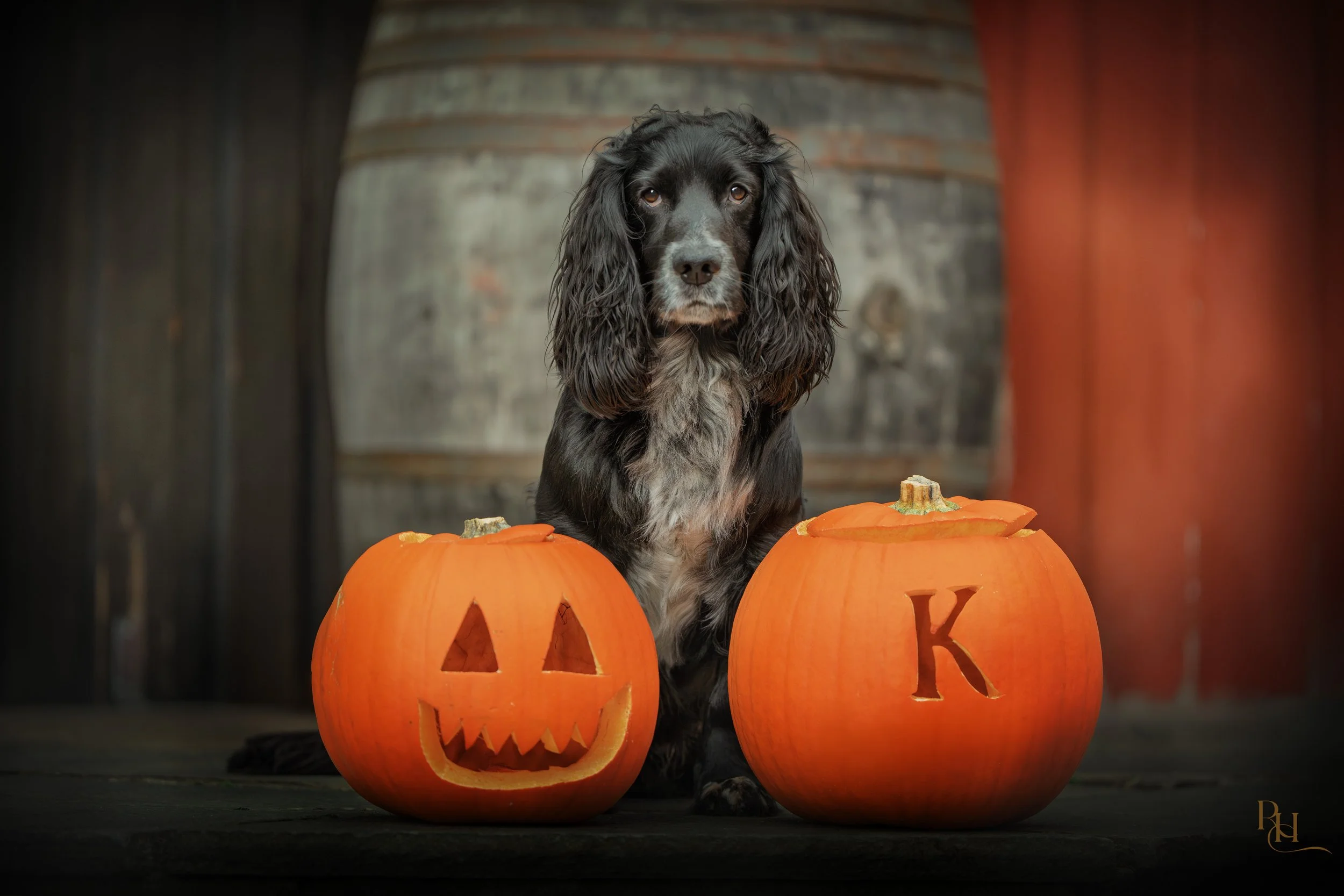 A black and white dog with long, wavy ears sitting between three carved orange Halloween pumpkins in a dimly lit setting.