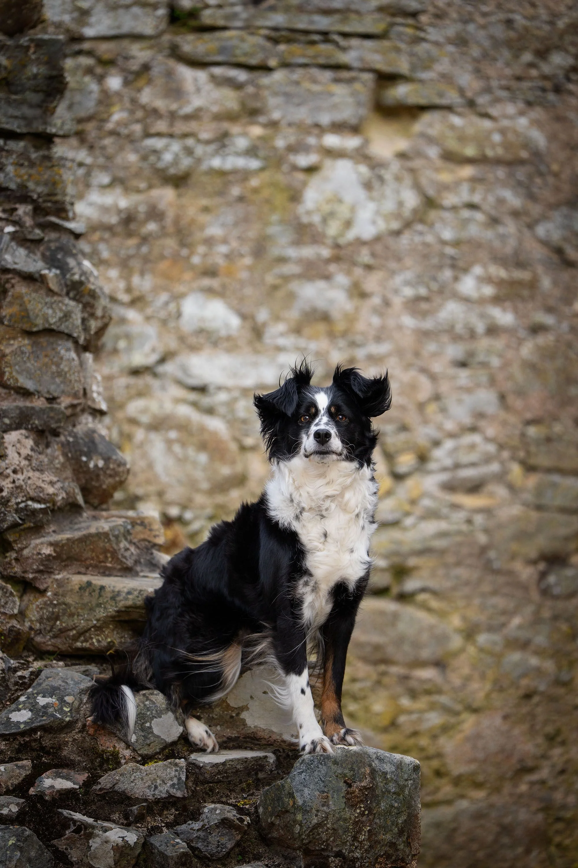 A black and white dog with floppy ears sitting on stone steps in front of a stone wall.