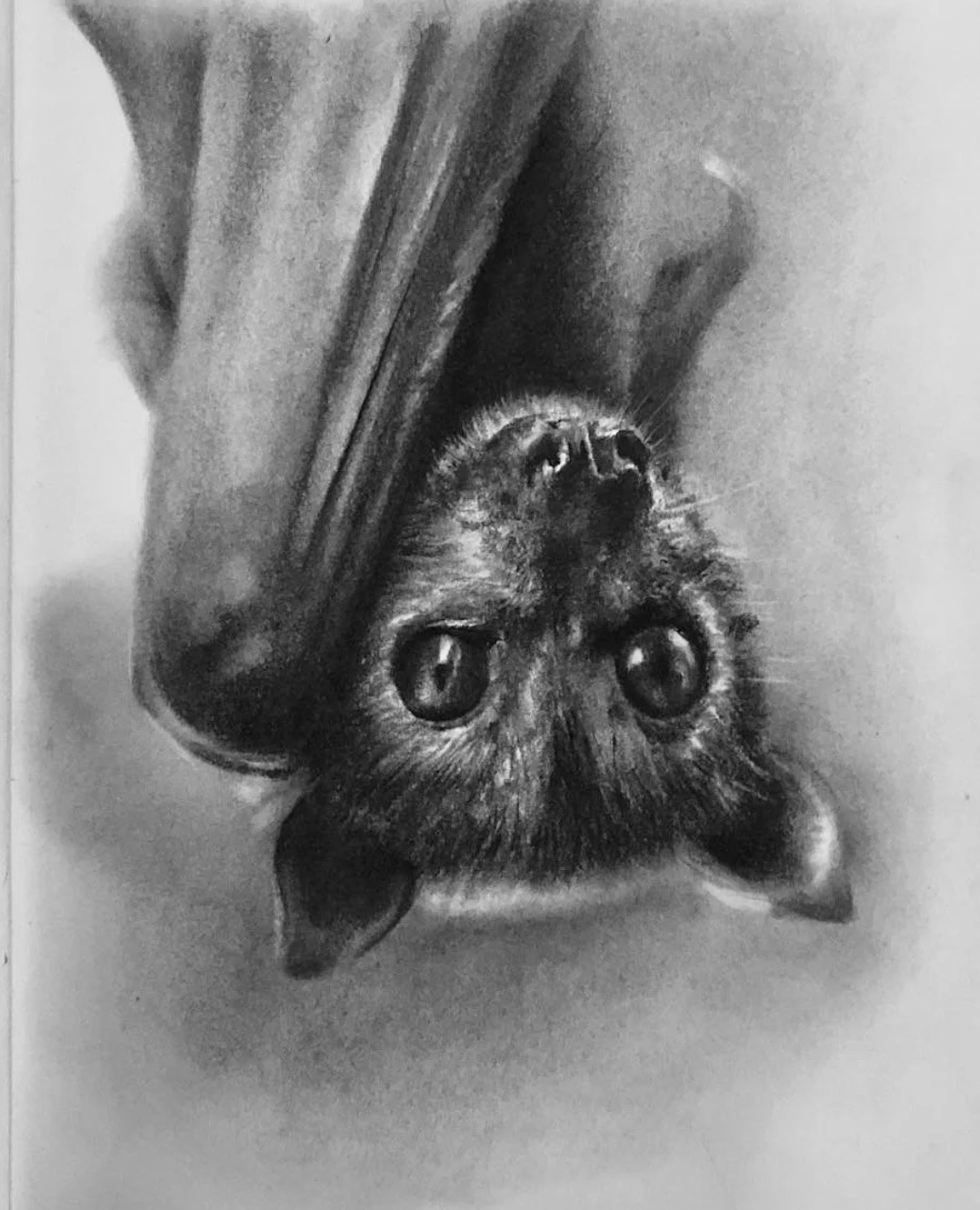 Bat