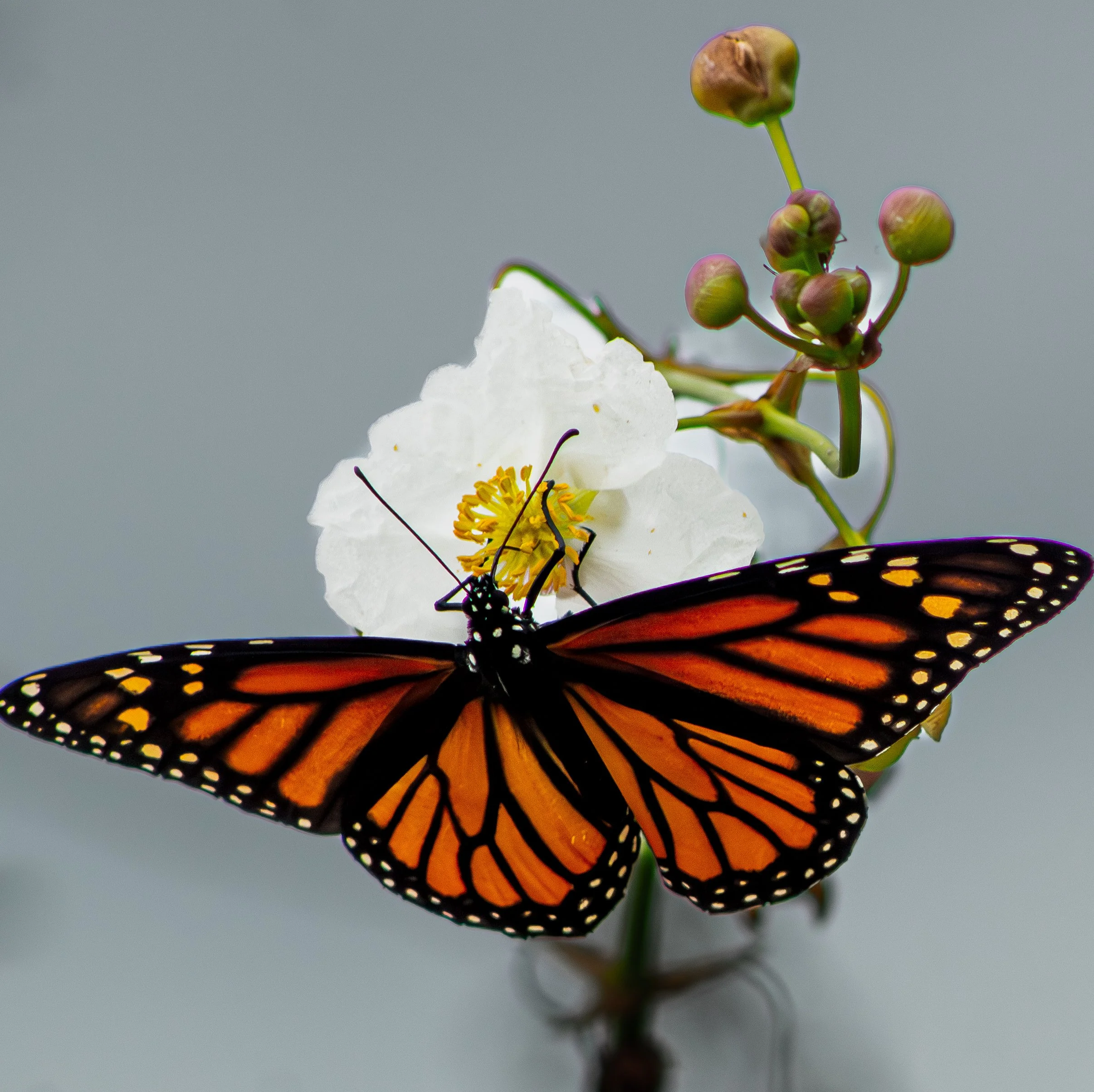 Butterflies-2.jpg
