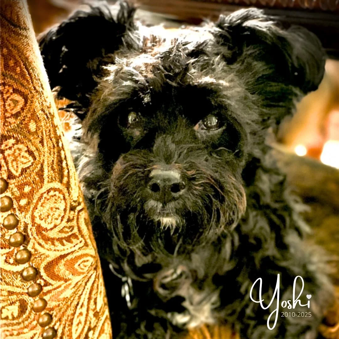 Our pets inspire us to be our authentic selves.  They love us unconditionally and bring joy and light into our lives when we all need it most.  Thank you Yoshi for being a part of my story for 15 years. ❤️🐾🐾
