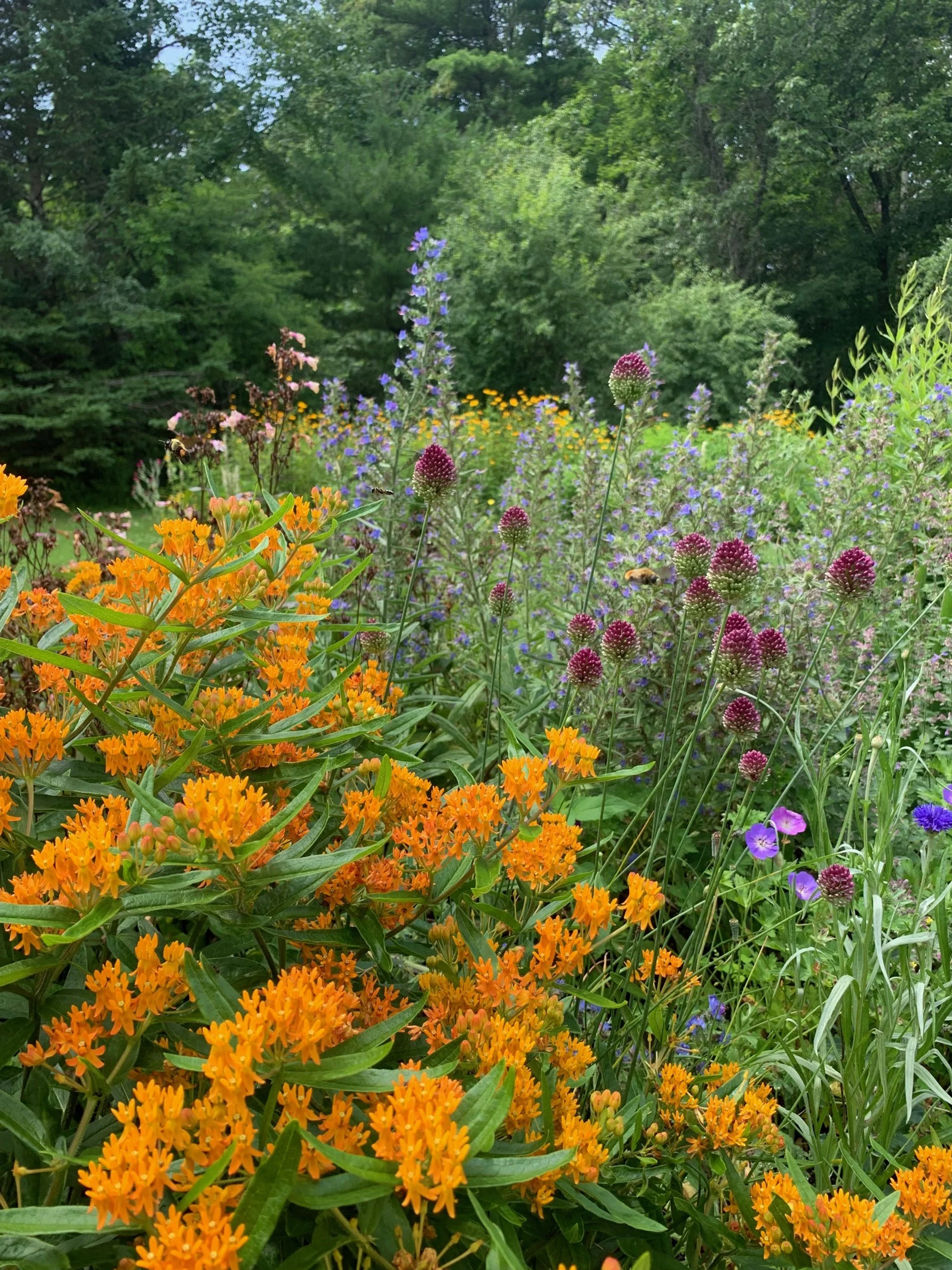 butterflyweed 2.JPG