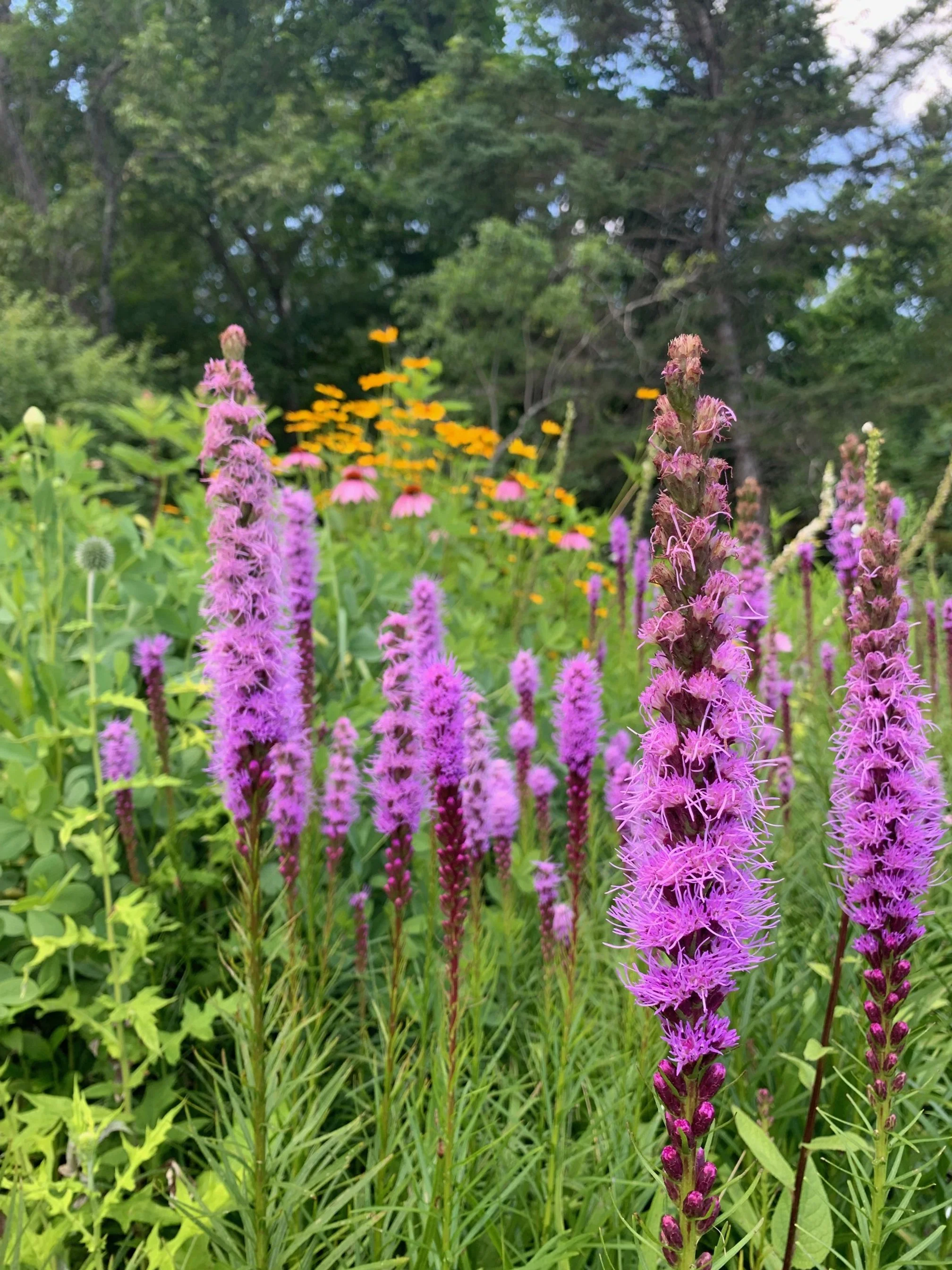 liatris 2.JPG
