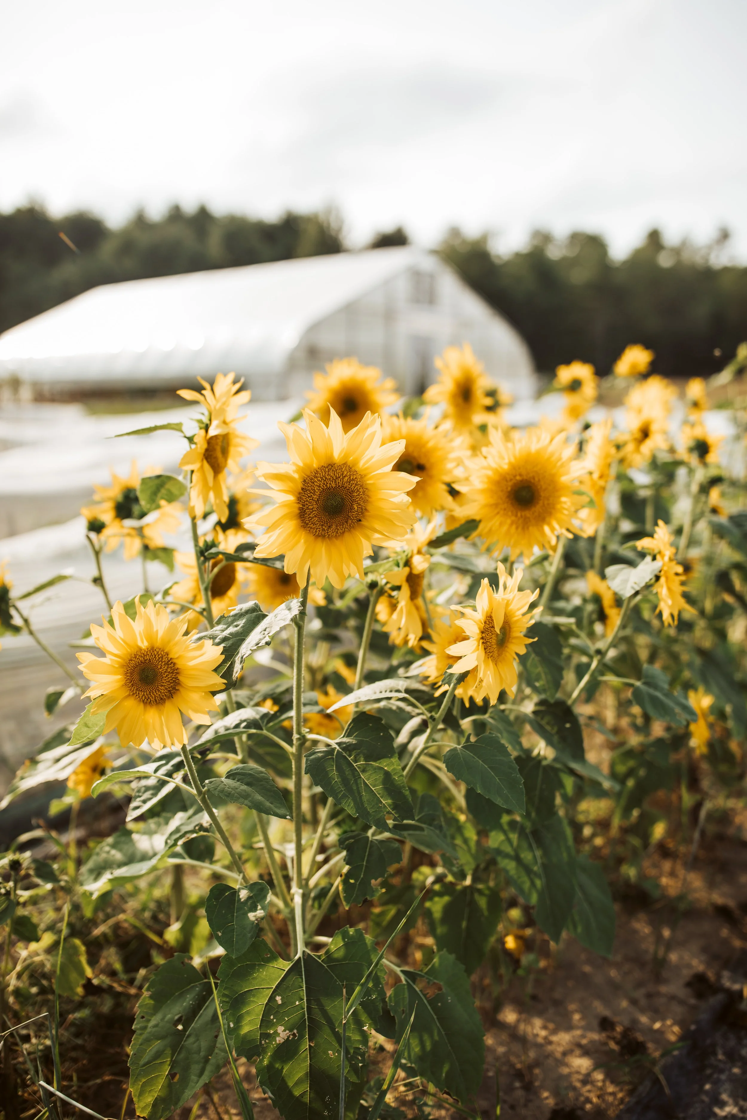 Wanderwood Sunflowers_Photo by Katie Arnold Photography.JPEG